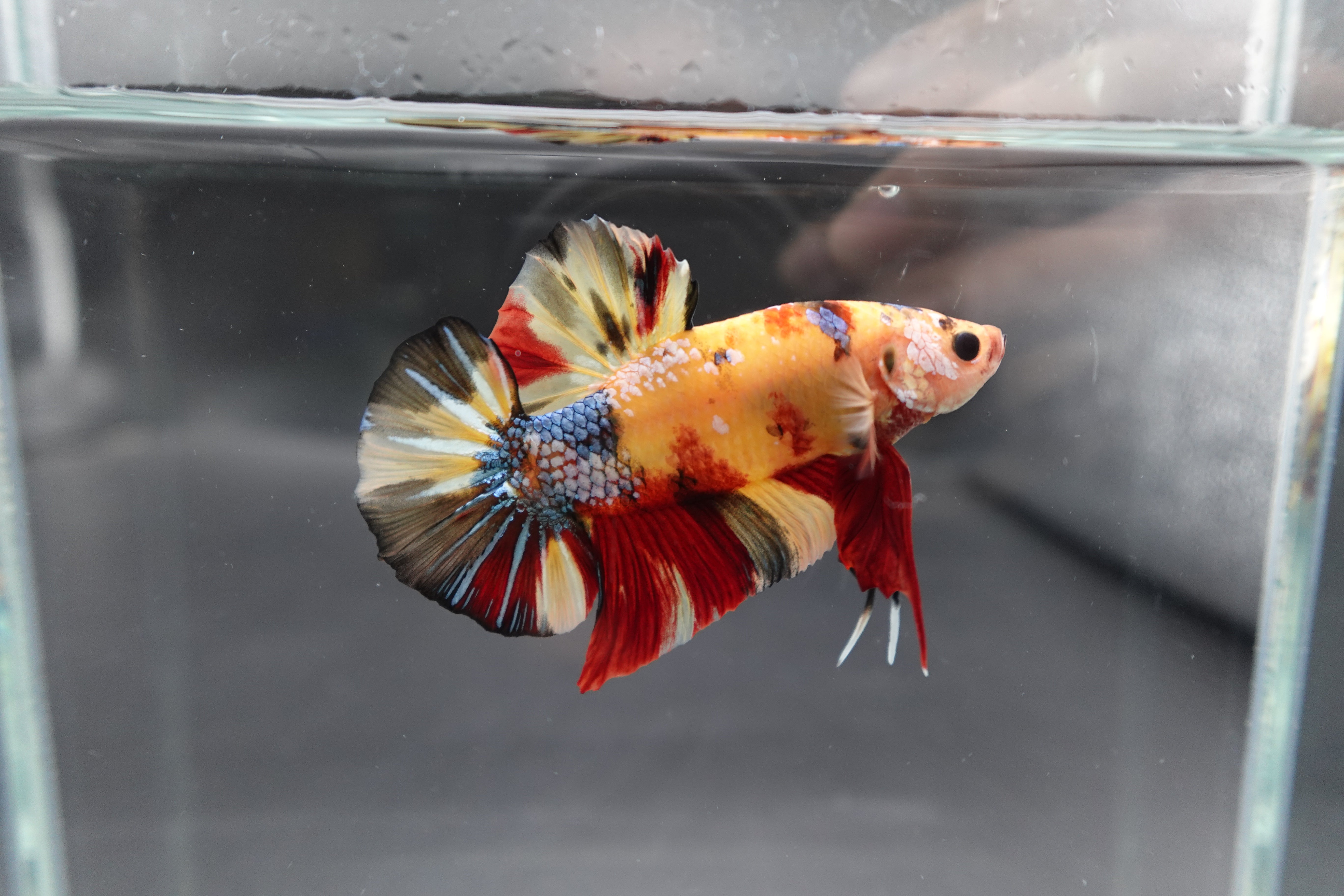 Rare Giant Multicolors Betta Fish