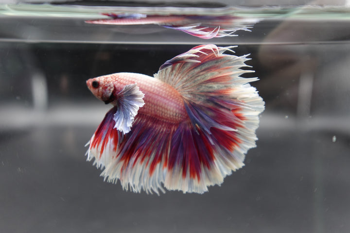 Competition Halfmoon Lollipop Betta Fish