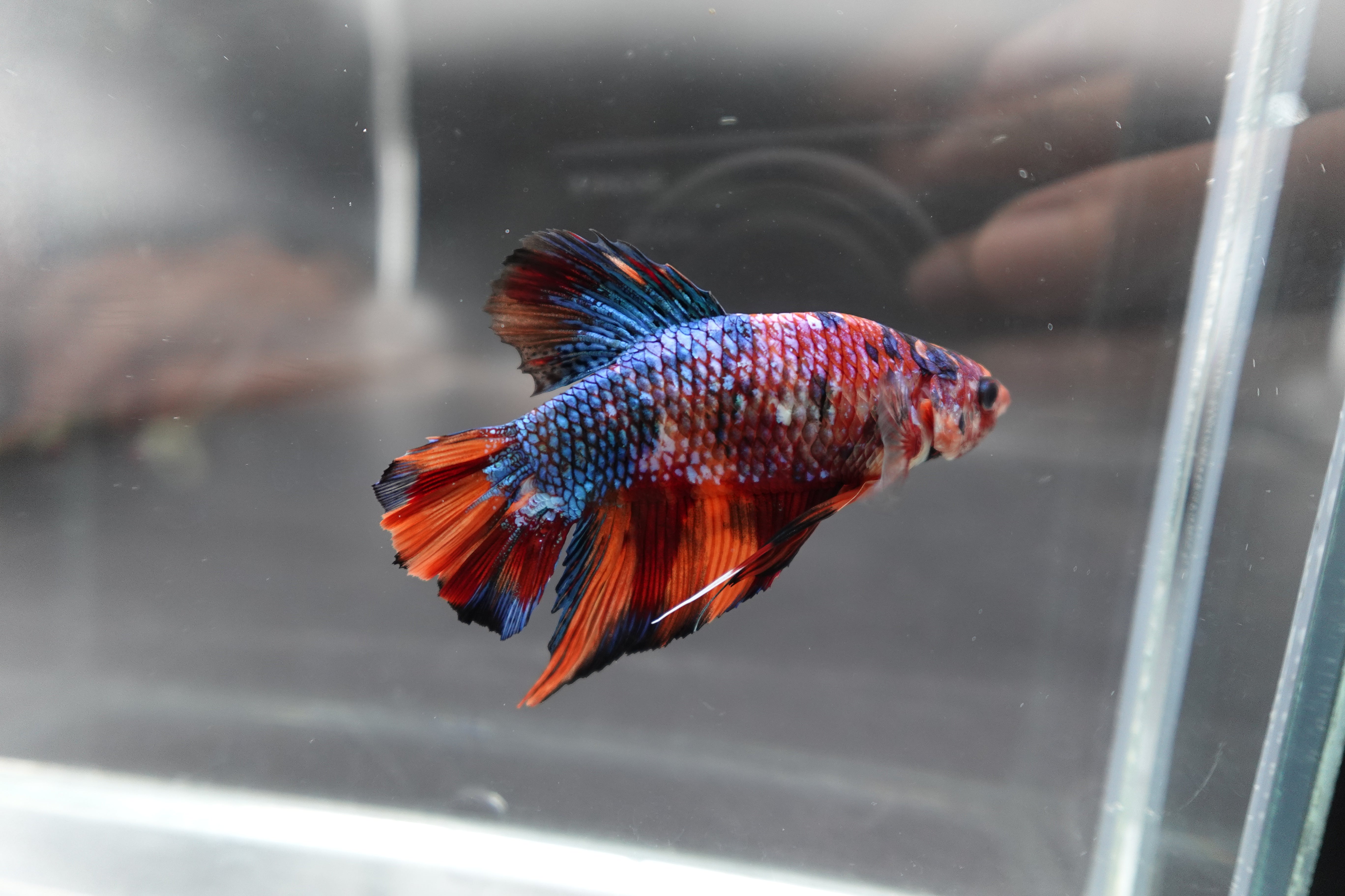 Rare Giant Multicolors Betta Fish