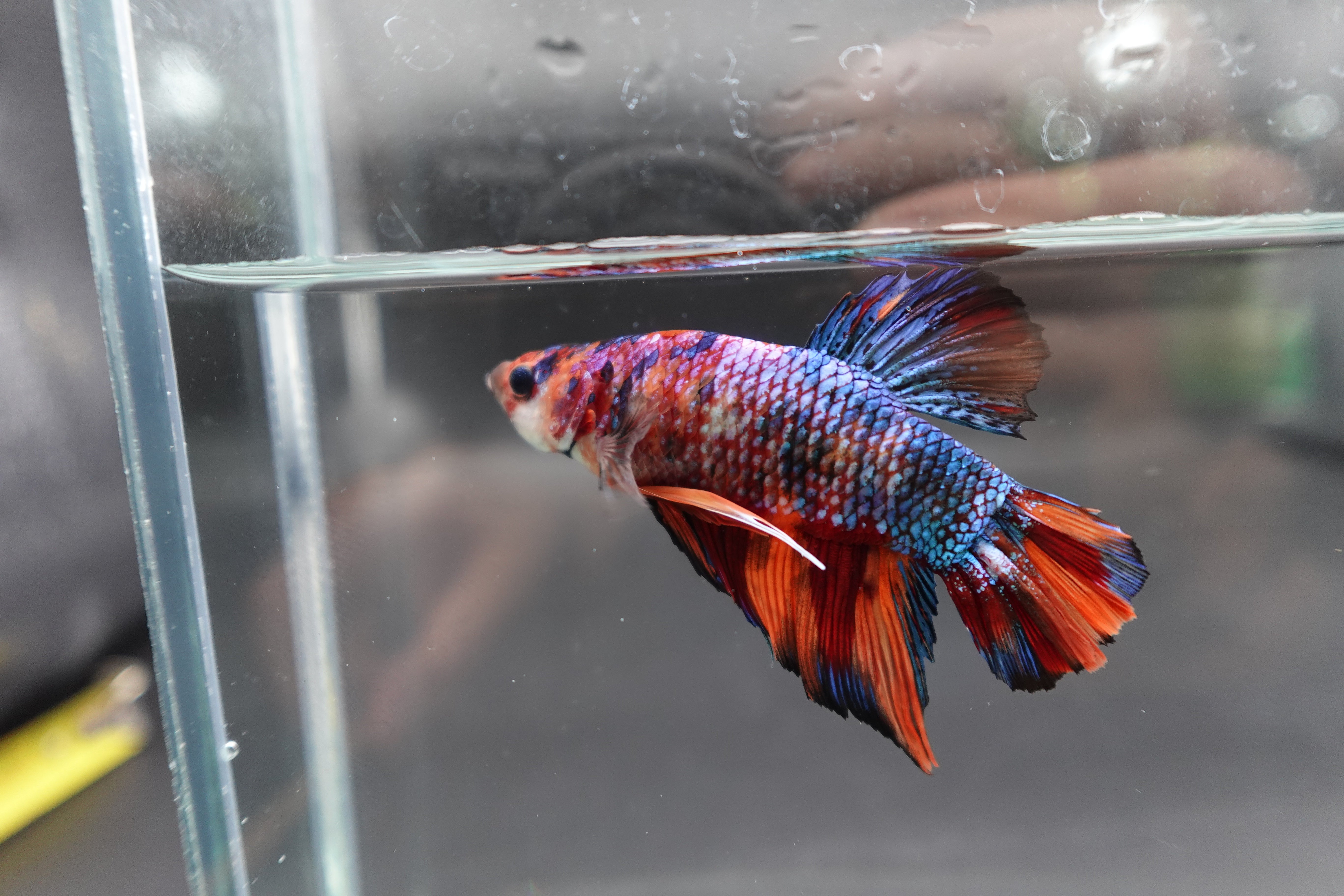 Rare Giant Multicolors Betta Fish