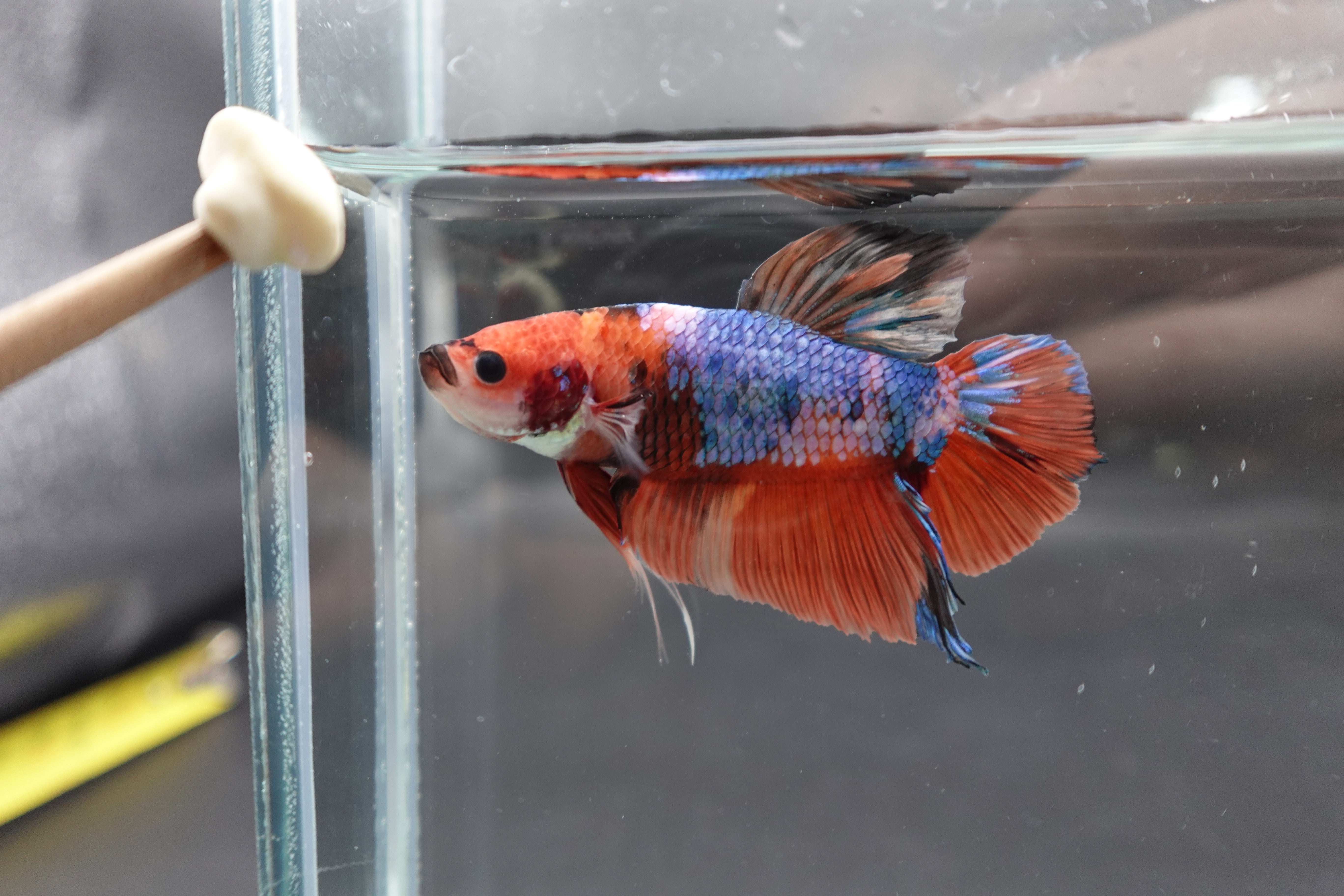 Rare Giant Multicolors Betta Fish