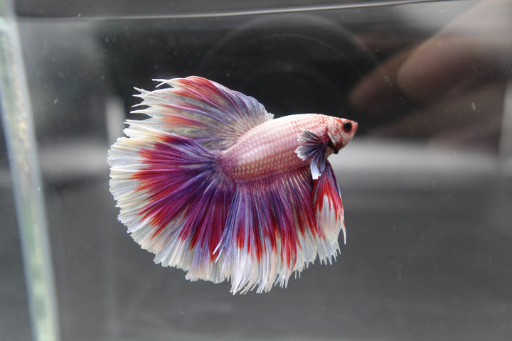 Competition Halfmoon Lollipop Betta Fish