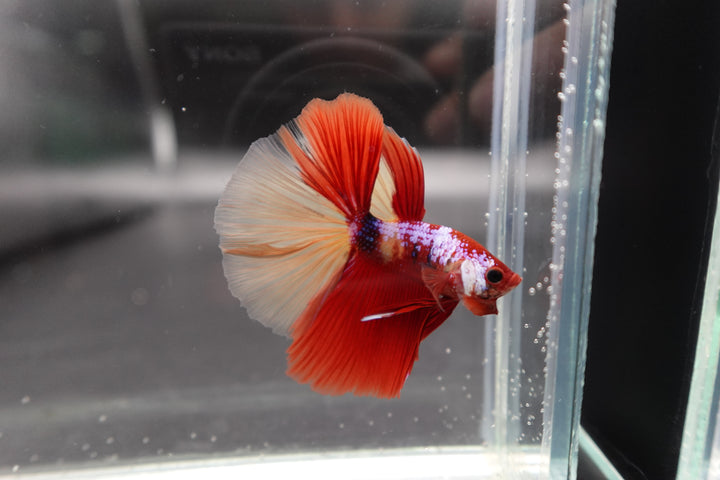 Competition Halfmoon Nemo Betta Fish