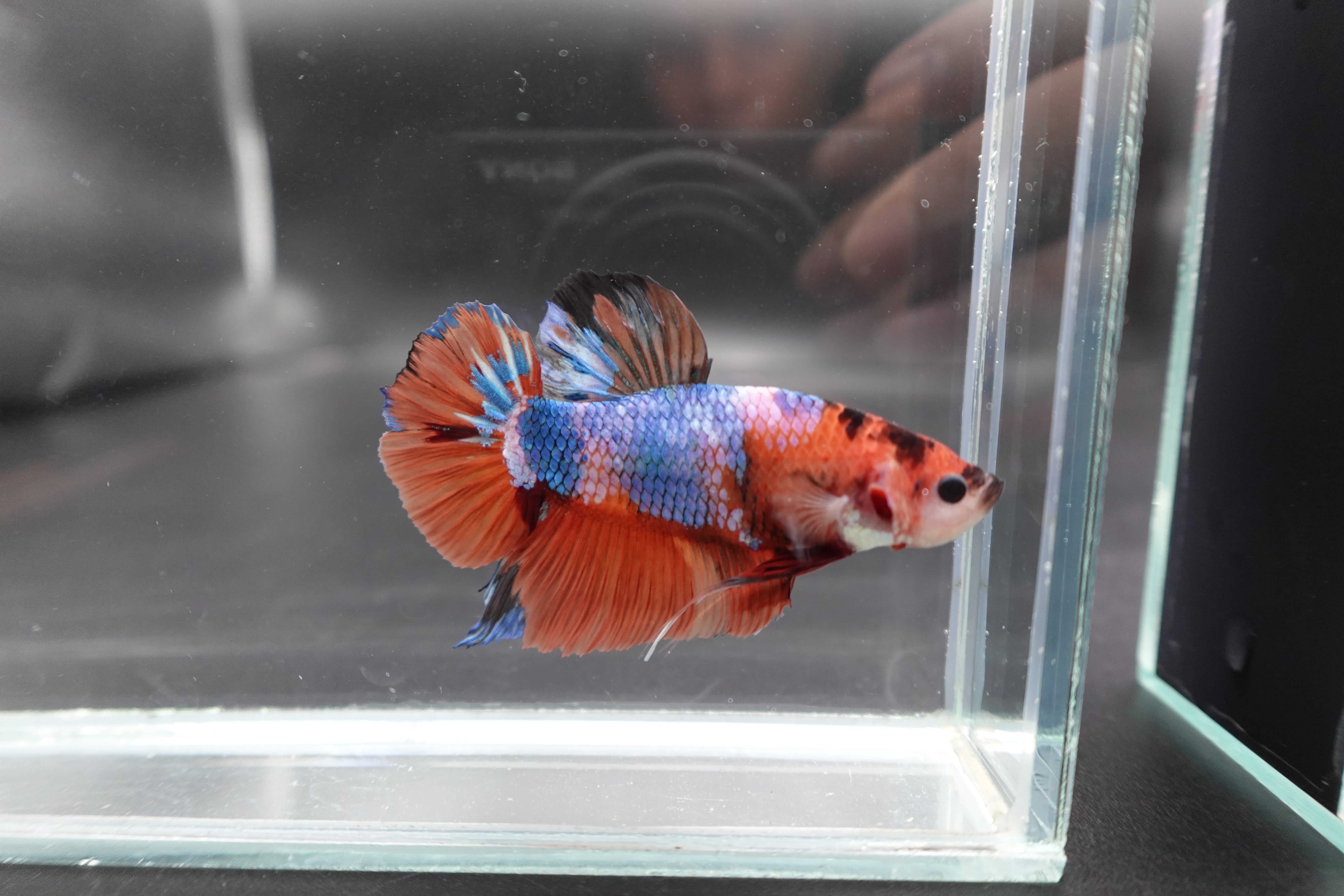 Rare Giant Multicolors Betta Fish