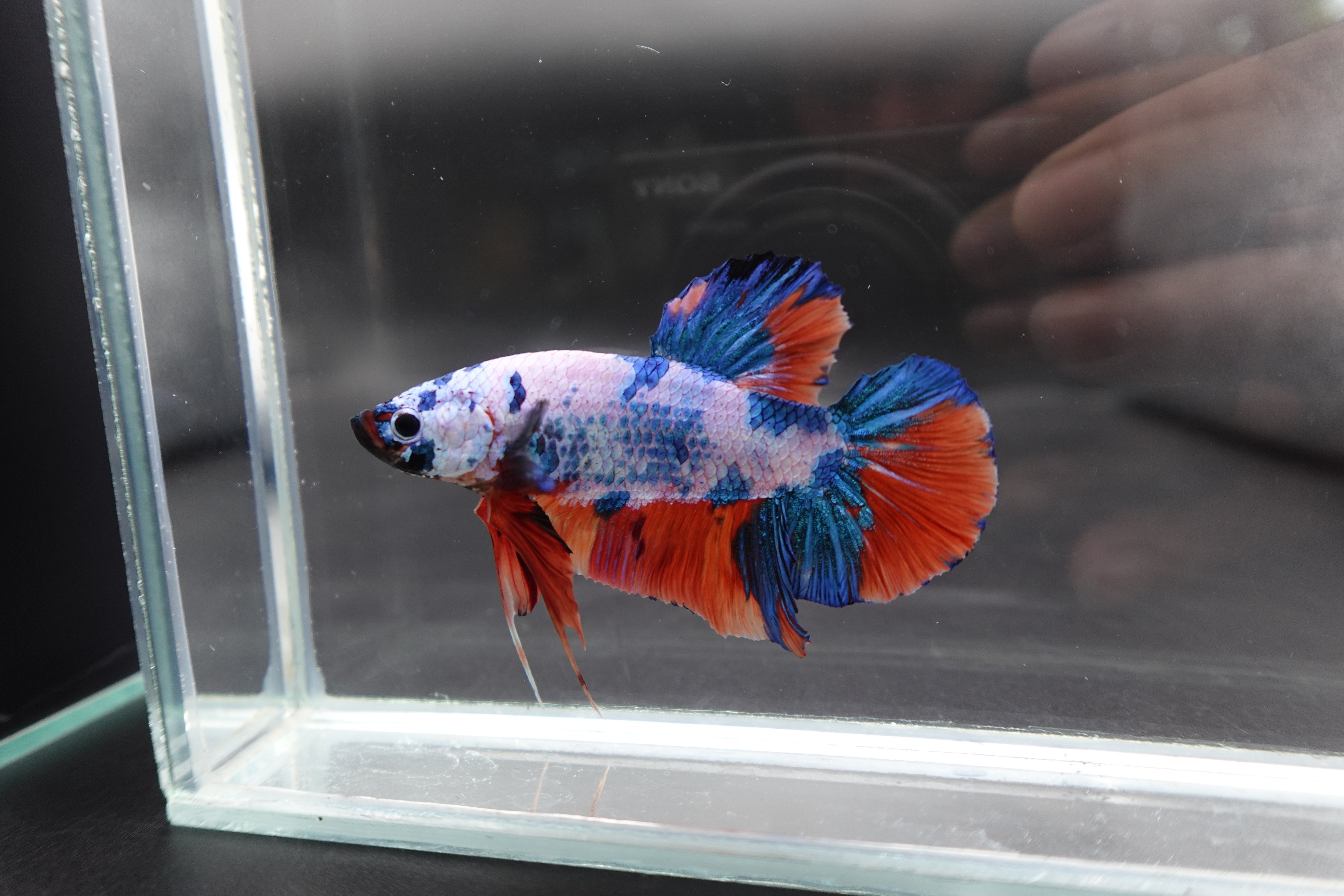 Rare Giant Multicolors Betta Fish