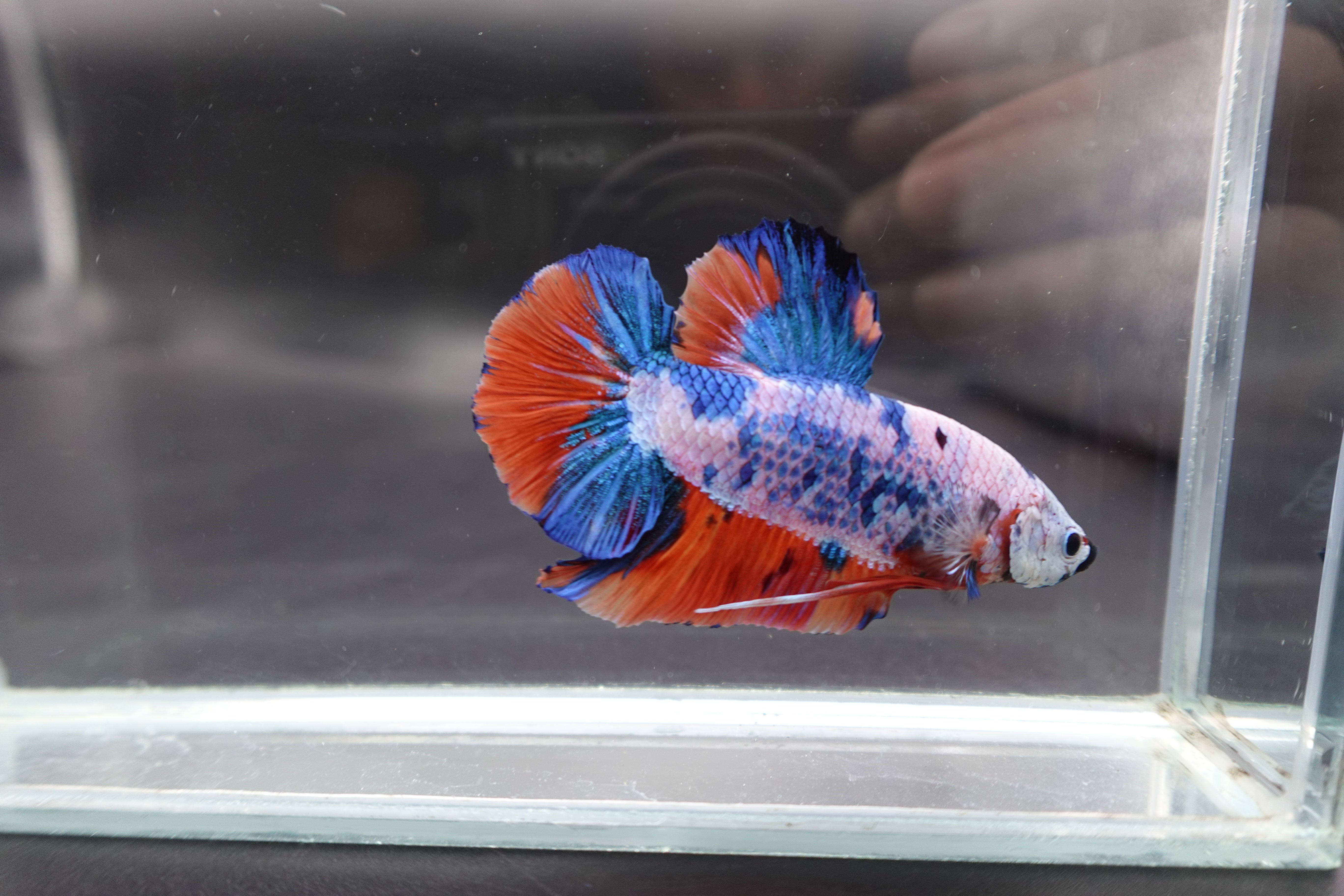 Rare Giant Multicolors Betta Fish