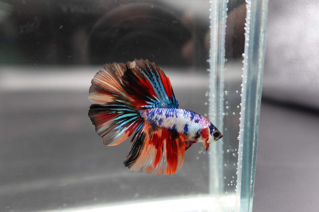 Competition Halfmoon Multicolors Betta Fish