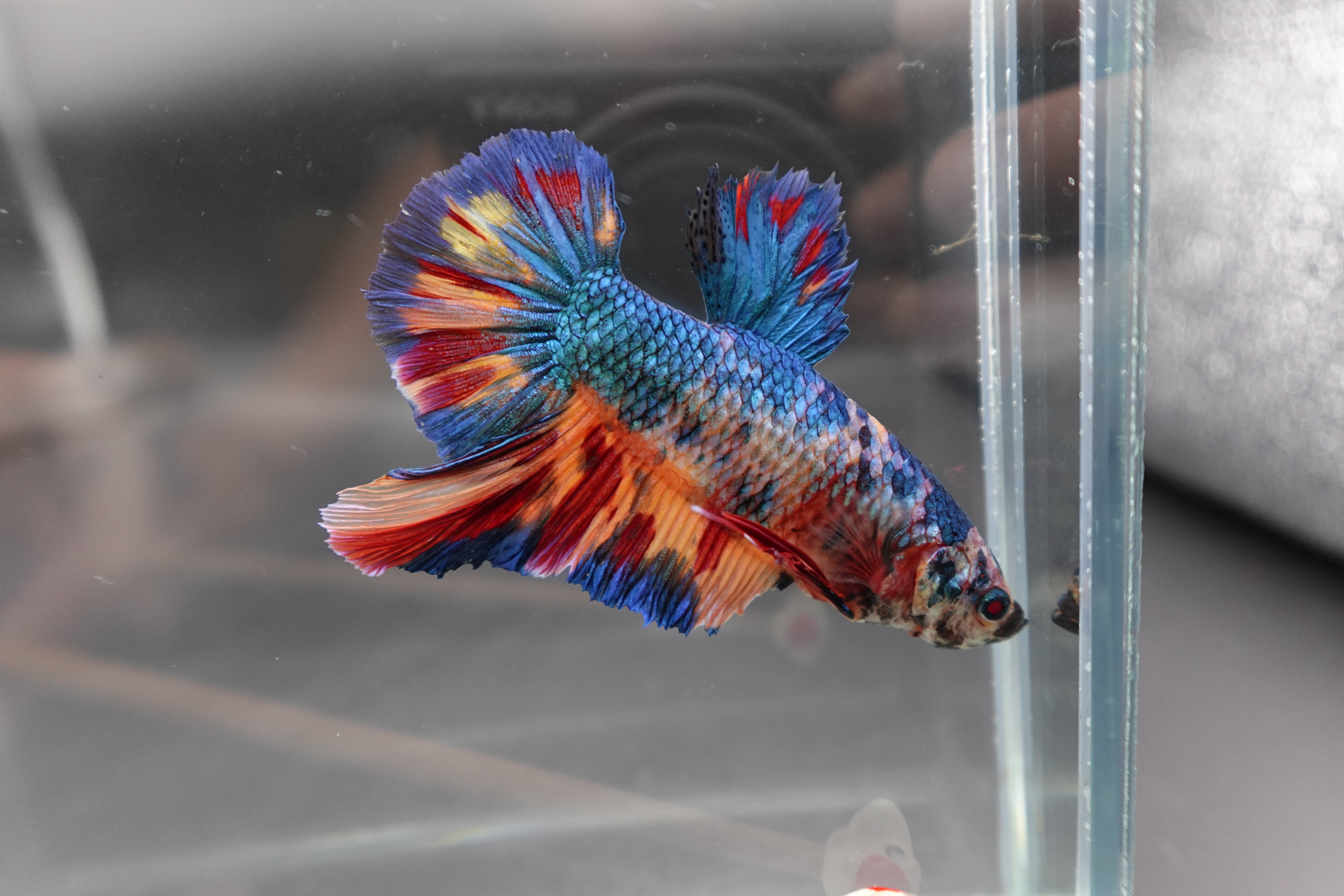 Rare Giant Multicolors Betta Fish