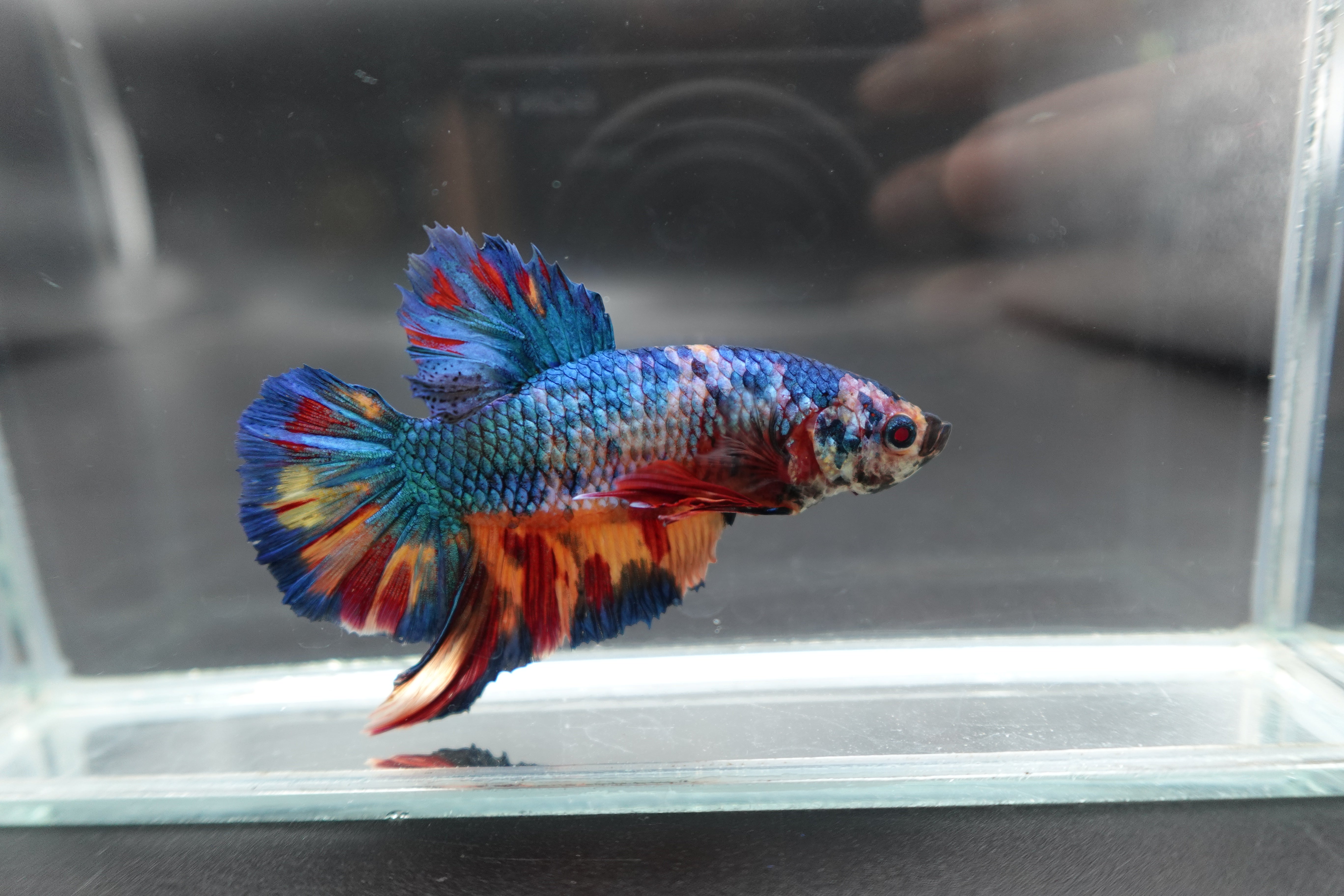 Rare Giant Multicolors Betta Fish