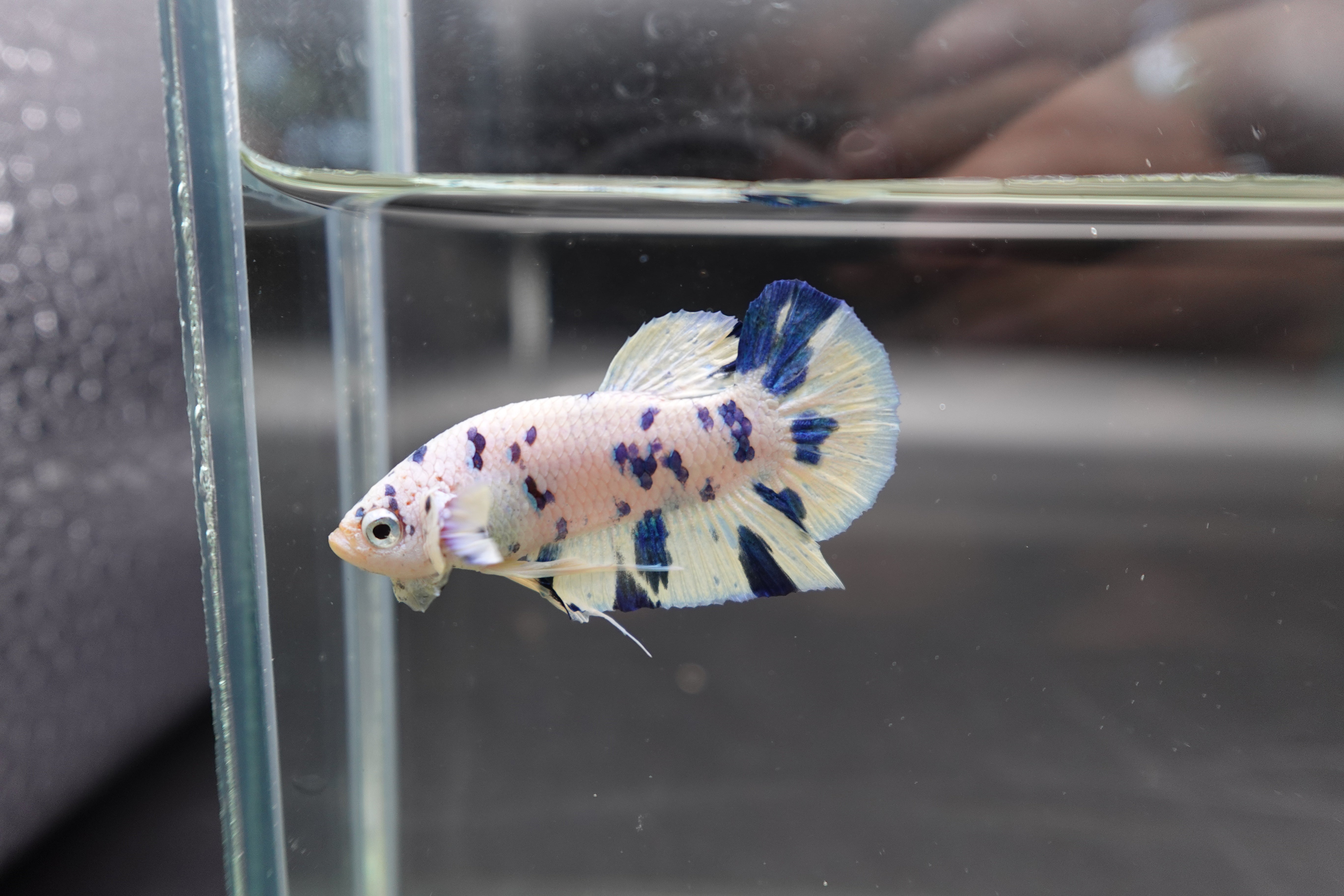 Competition grade - Blue Marble Betta Fish