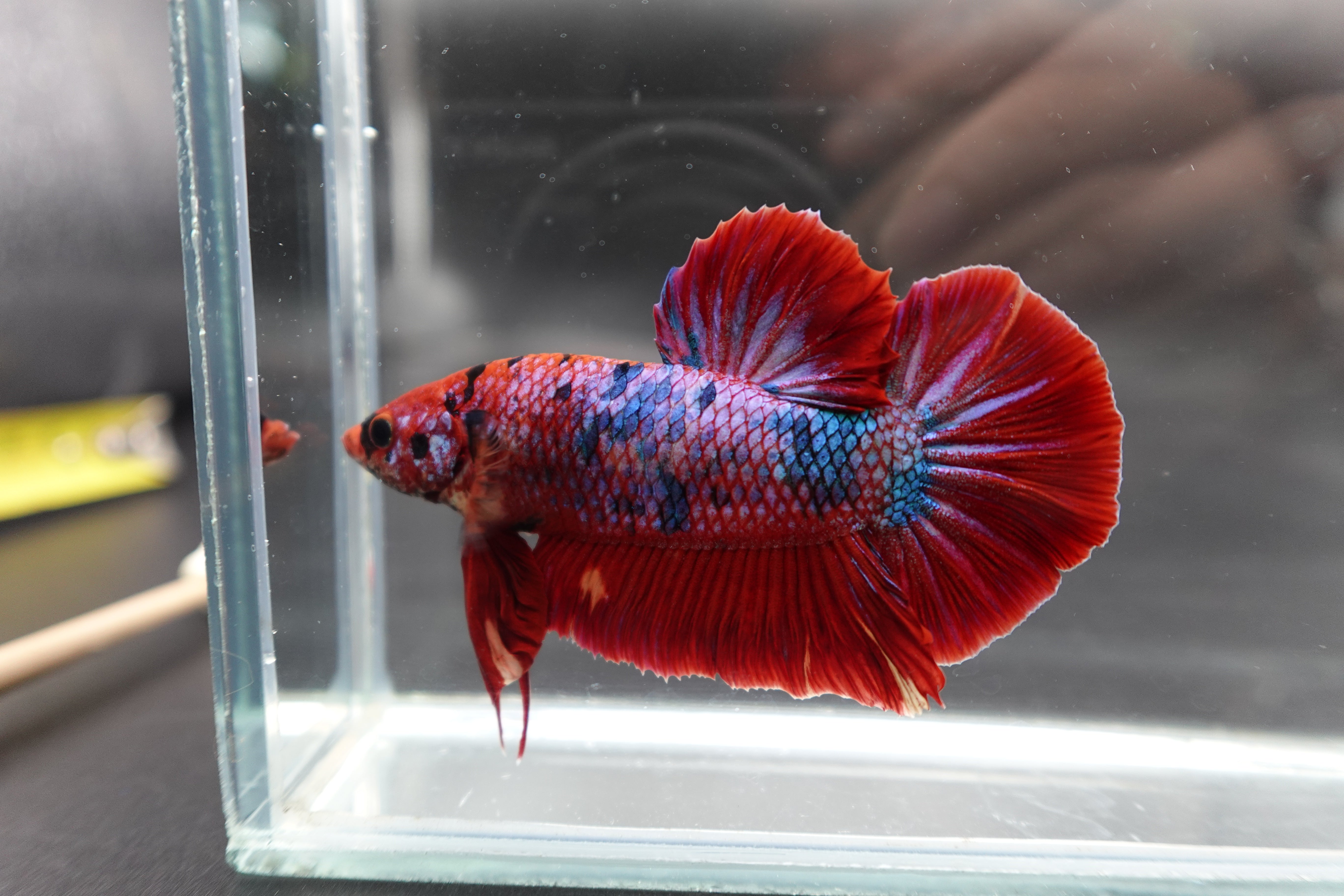 Rare Giant Multicolors Betta Fish