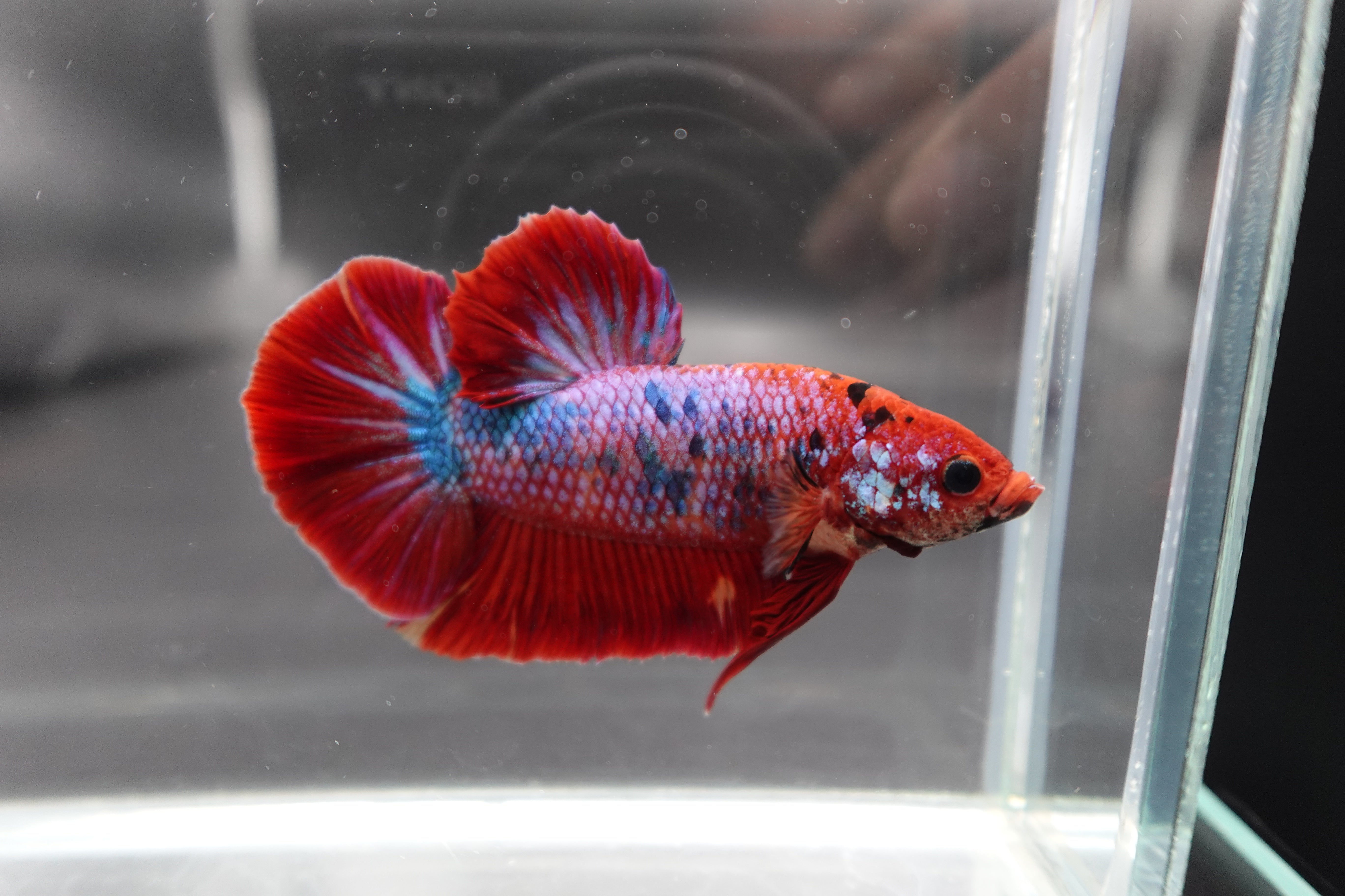 Rare Giant Multicolors Betta Fish