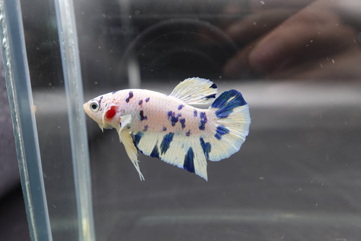 Competition grade - Blue Marble Betta Fish