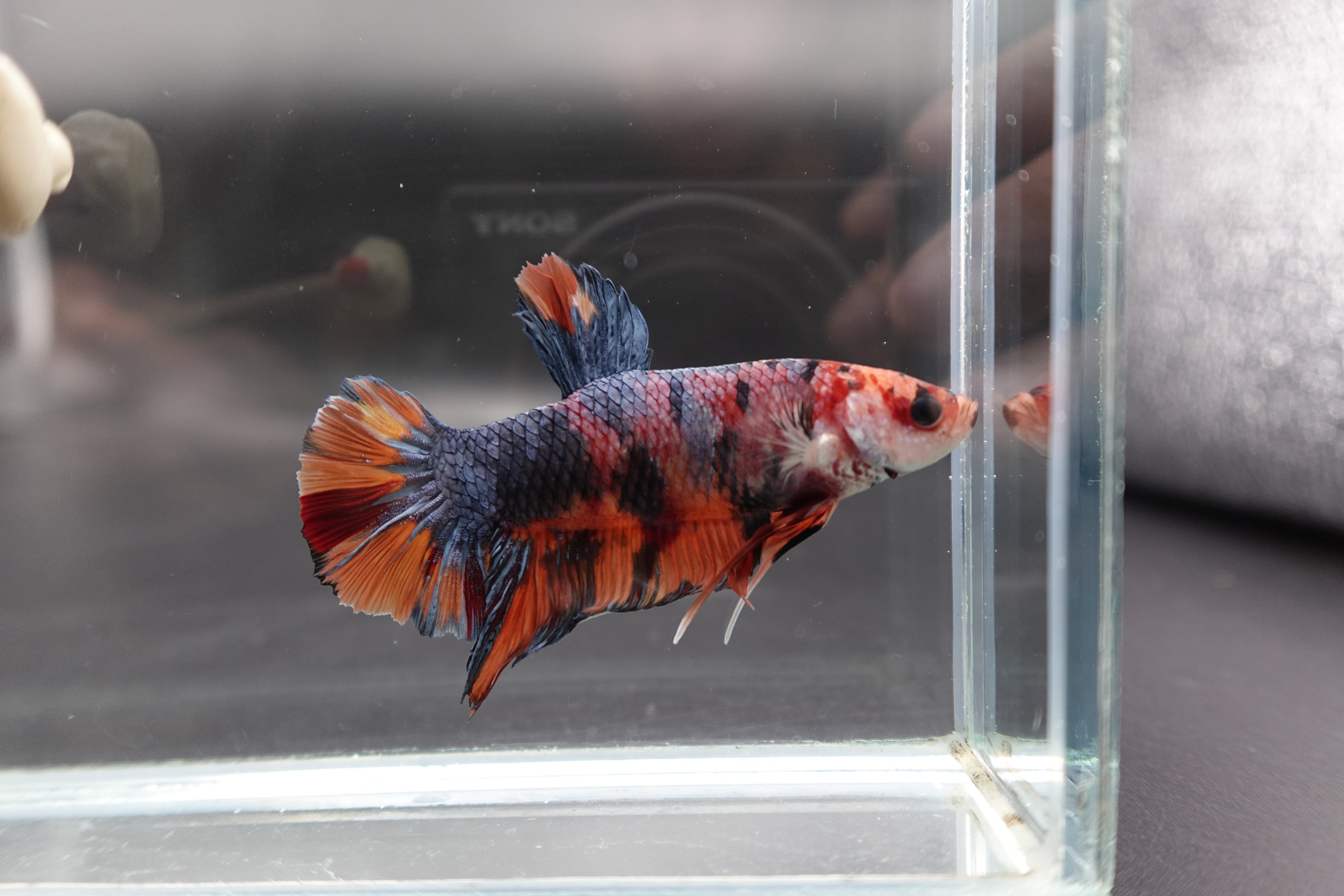 Rare Giant Multicolors Betta Fish