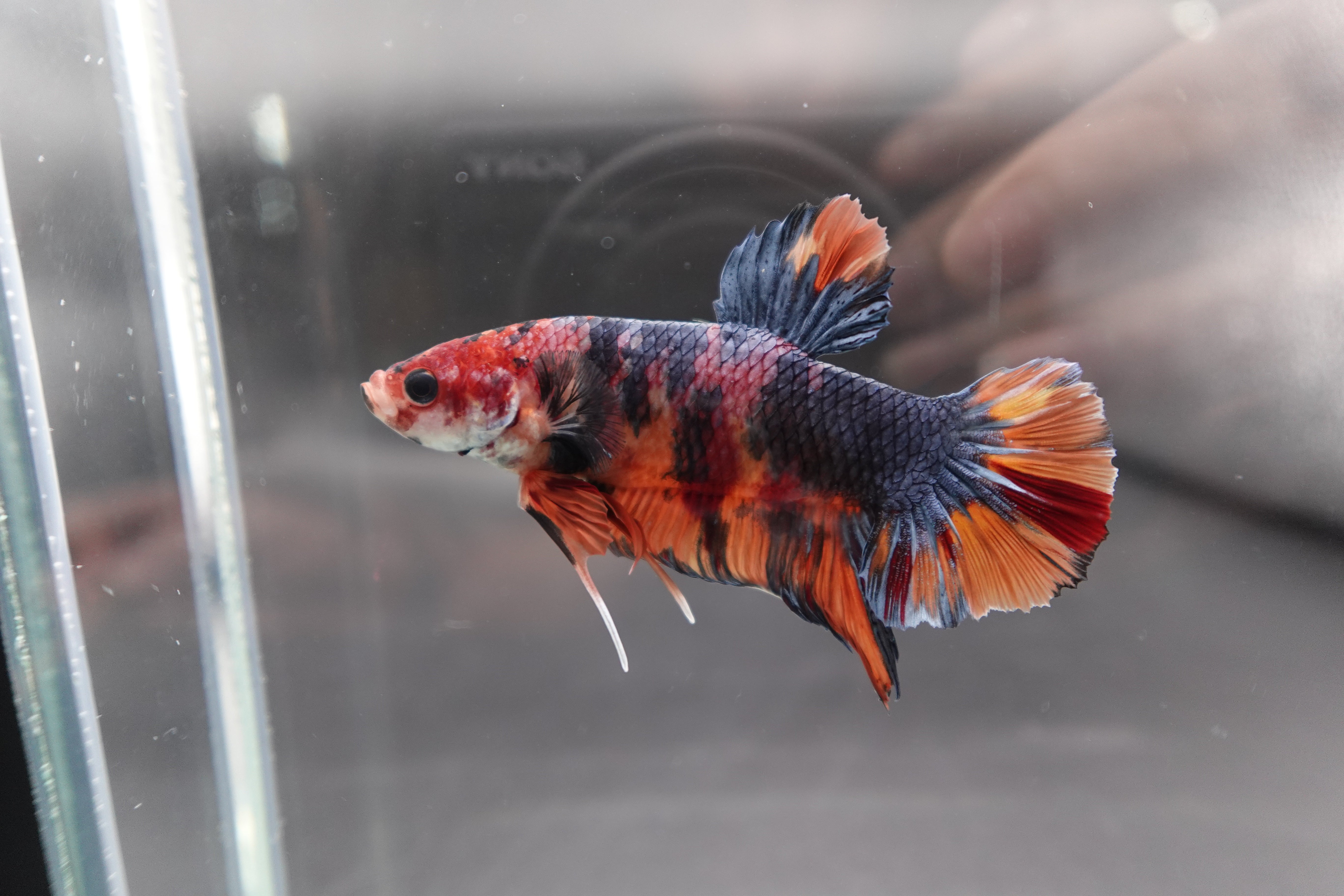 Rare Giant Multicolors Betta Fish