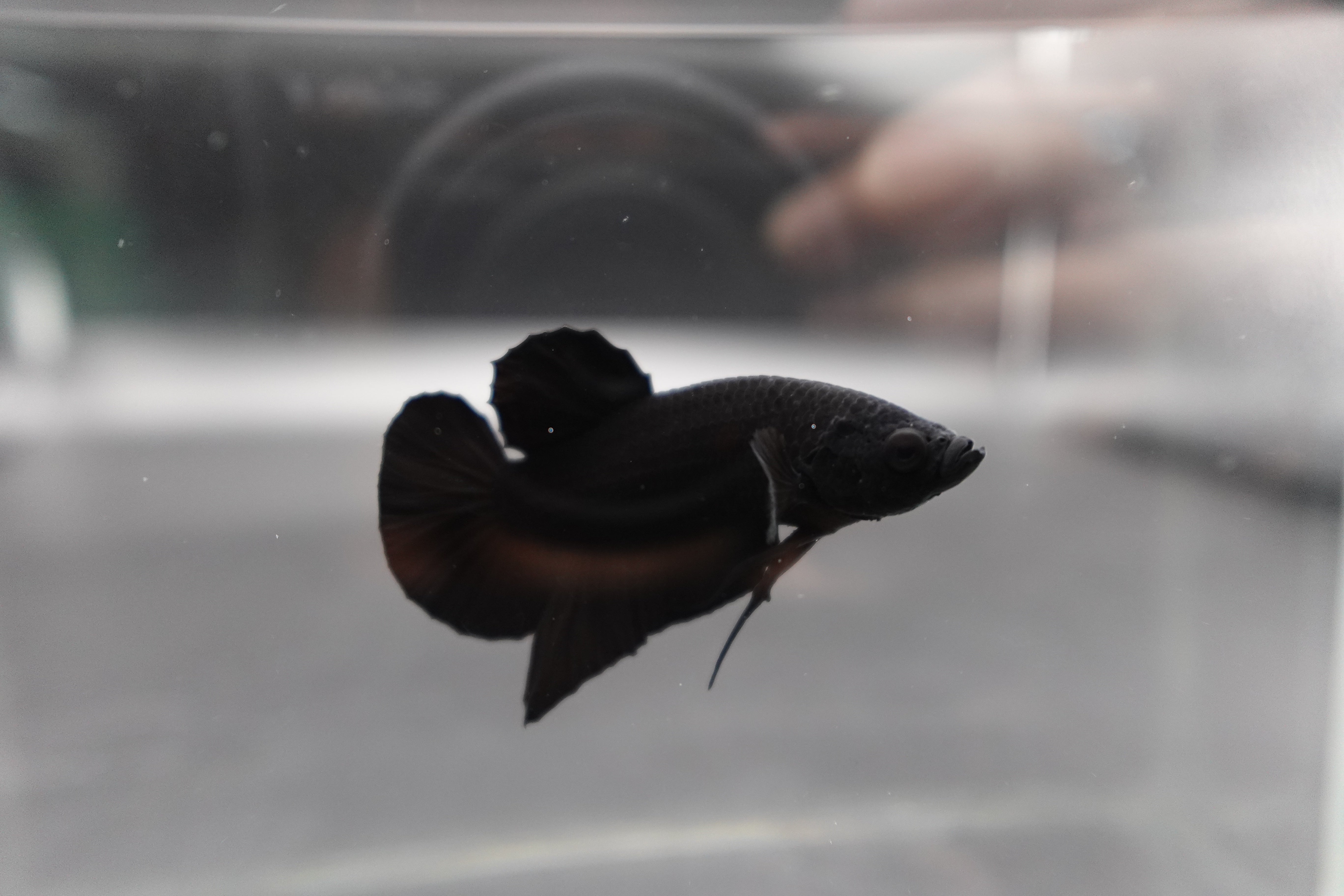 Competition grade - Super Black HMPK Betta Fish