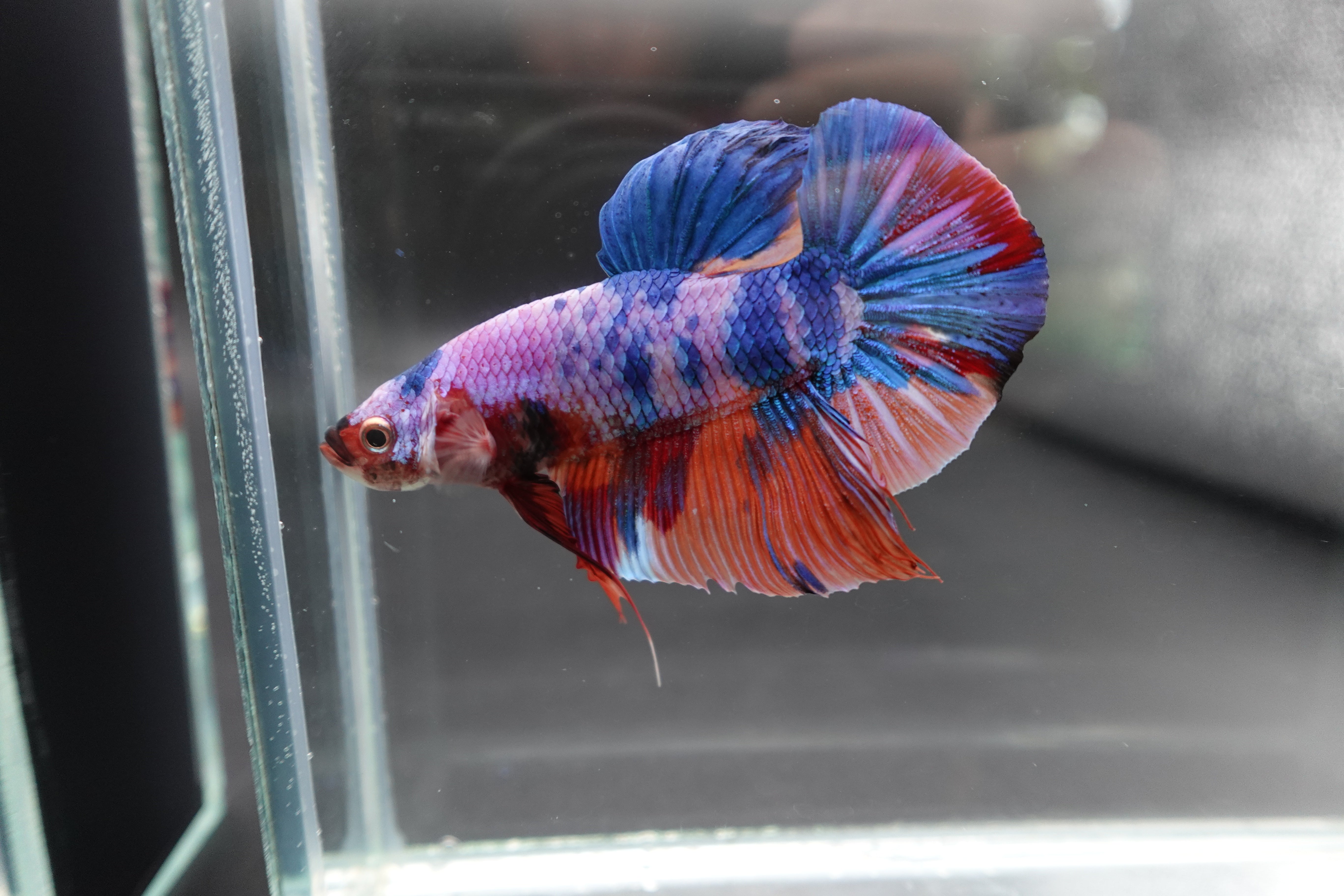 Rare Giant Multicolors Betta Fish