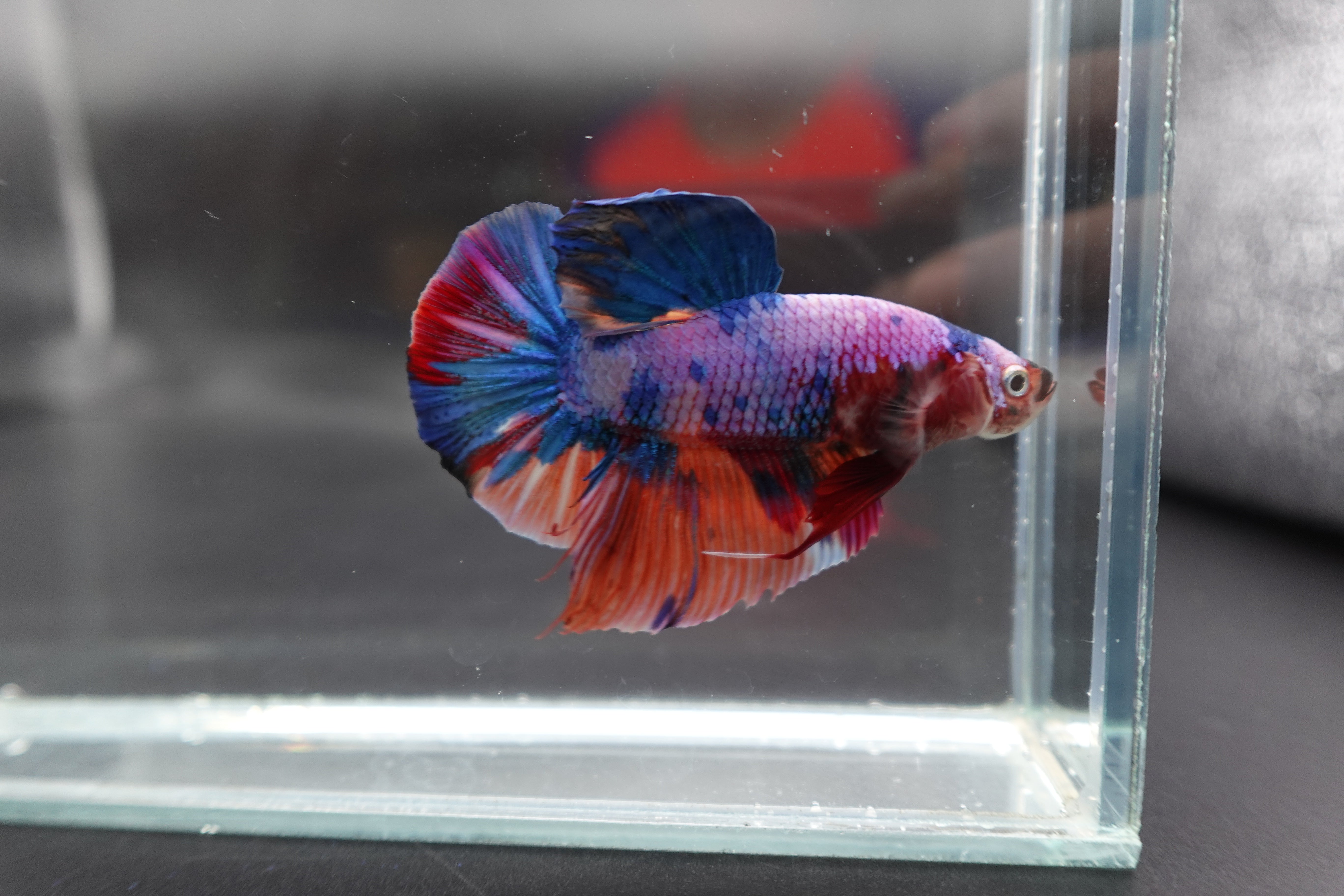 Rare Giant Multicolors Betta Fish