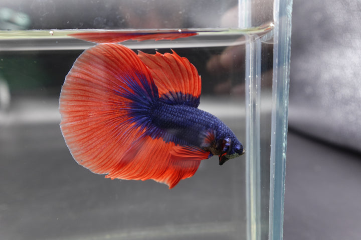 Competition Halfmoon Super Blue Orange Fin Betta Fish