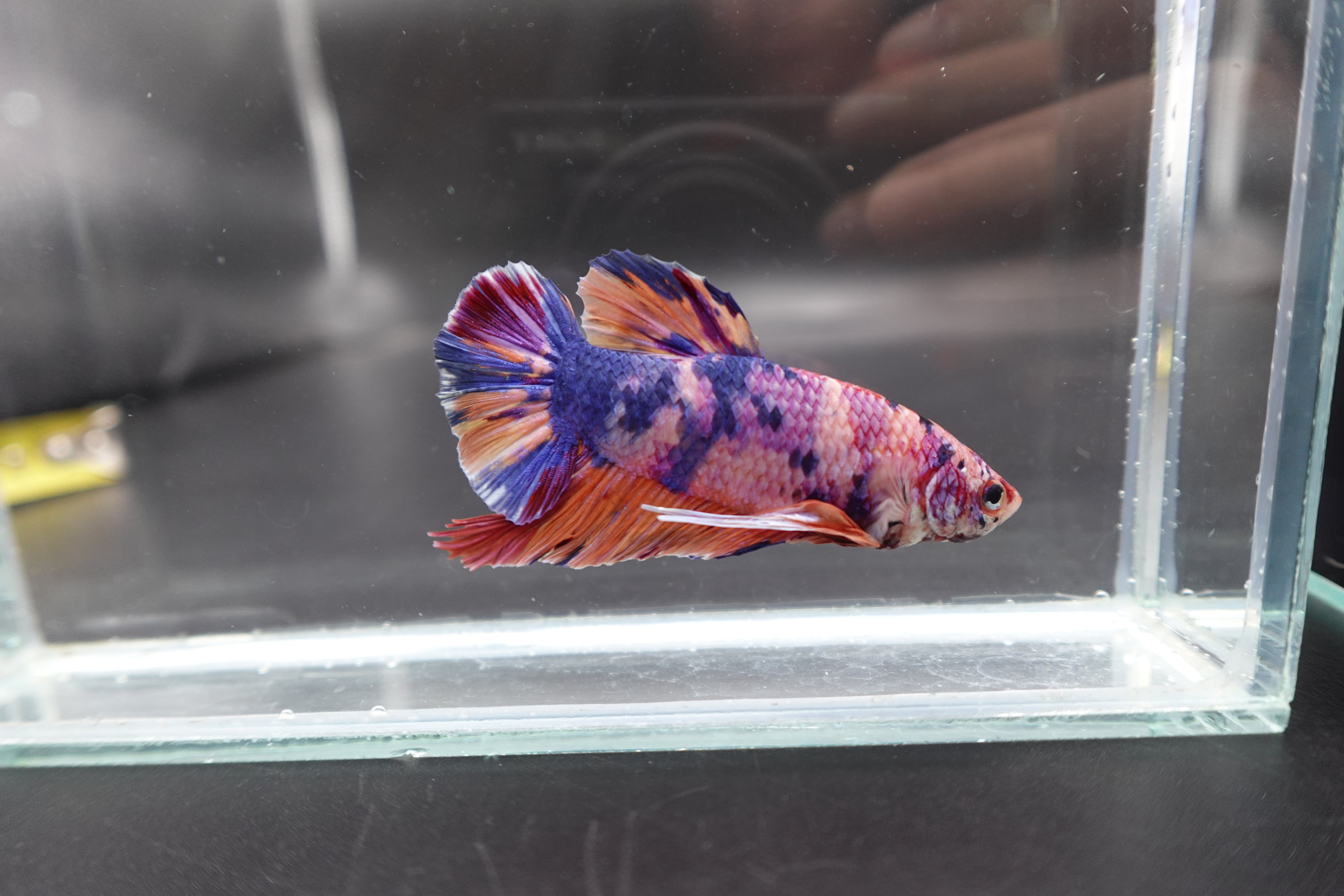 Rare Giant Multicolors Betta Fish