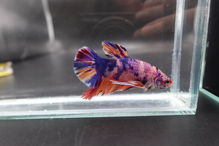 Rare Giant Multicolors Betta Fish