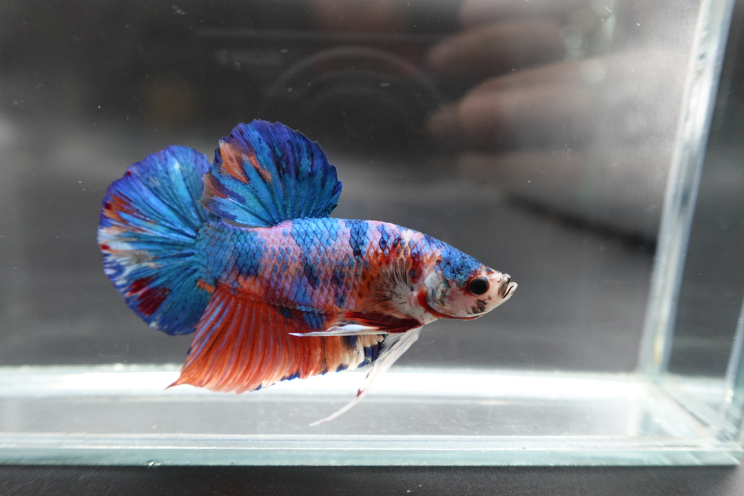 Rare Giant Multicolors Betta Fish