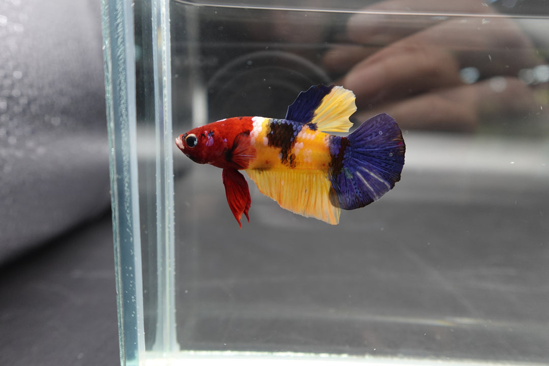 Competition grade - Multicolor Betta Fish