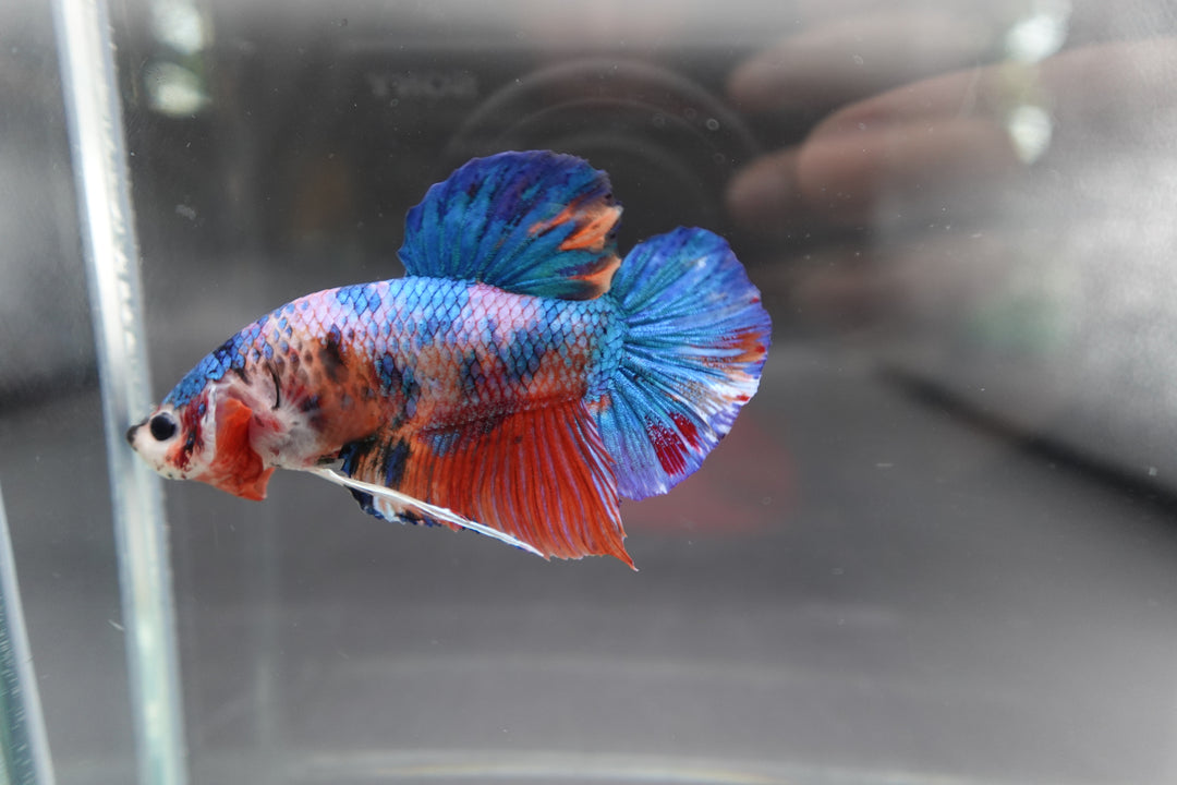 Rare Giant Multicolors Betta Fish