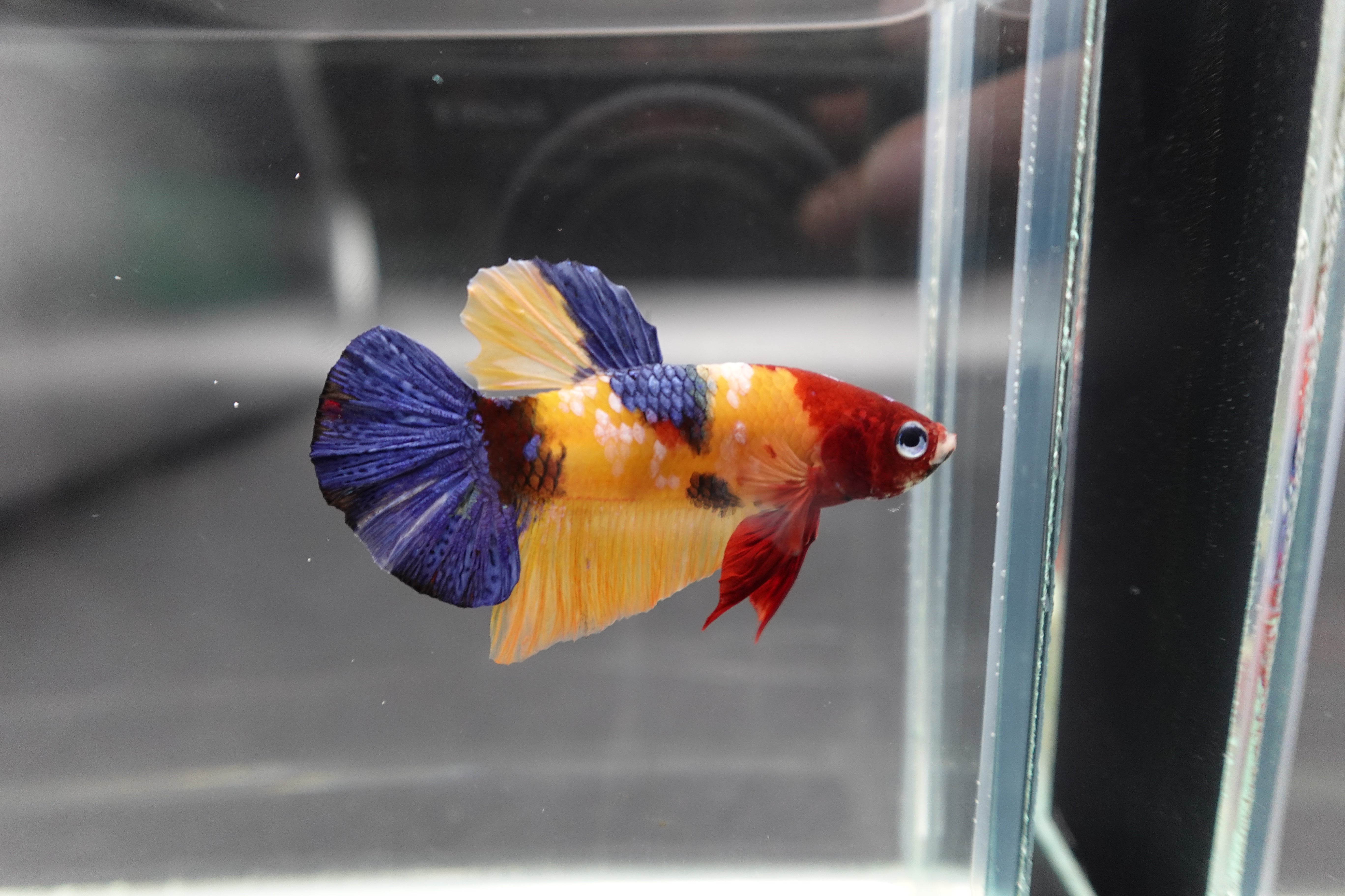Competition grade - Multicolor Betta Fish