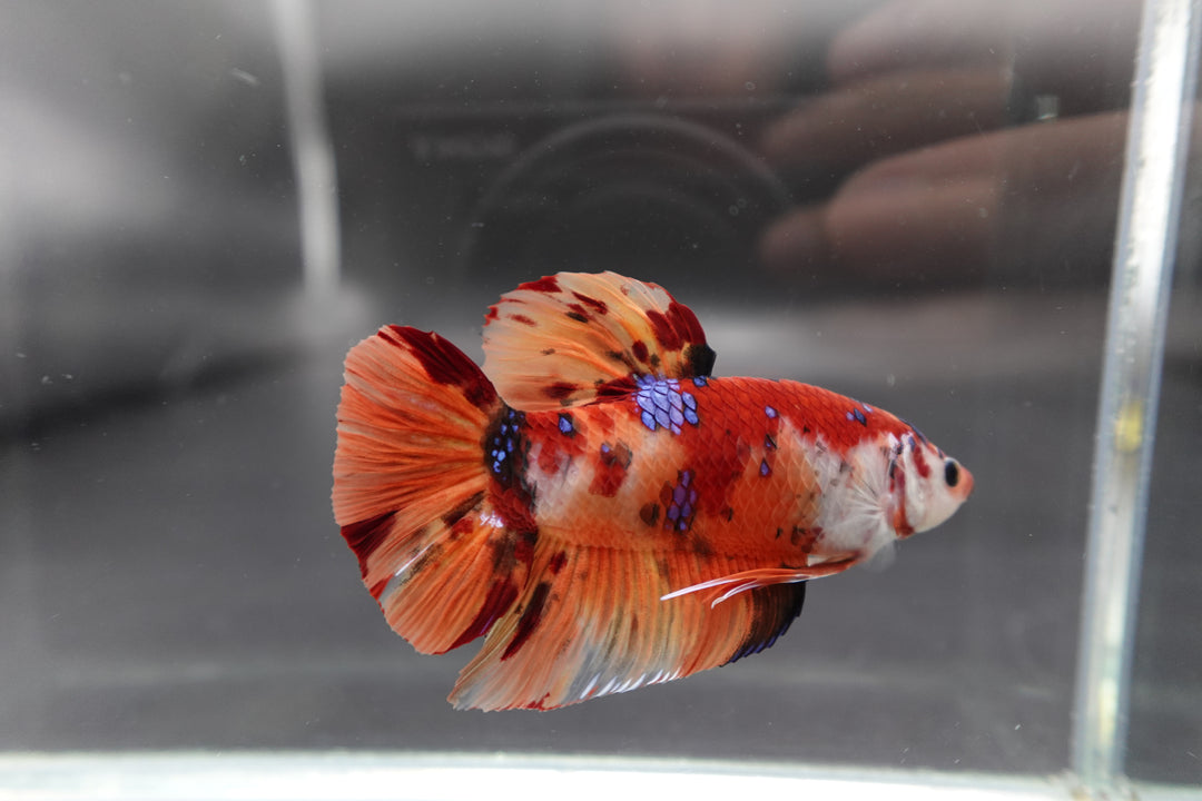 Rare Giant Multicolors Betta Fish