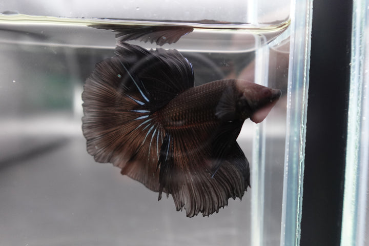 Competition grade - Super Black Halfmoon Betta Fish