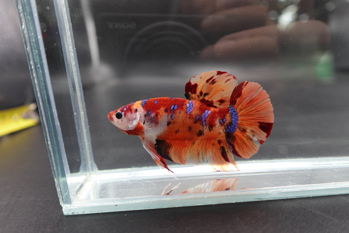 Rare Giant Multicolors Betta Fish