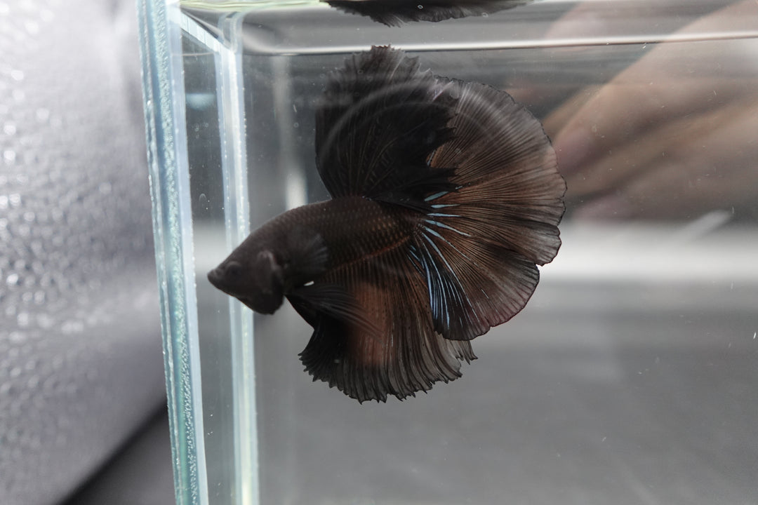 Competition grade - Super Black Halfmoon Betta Fish