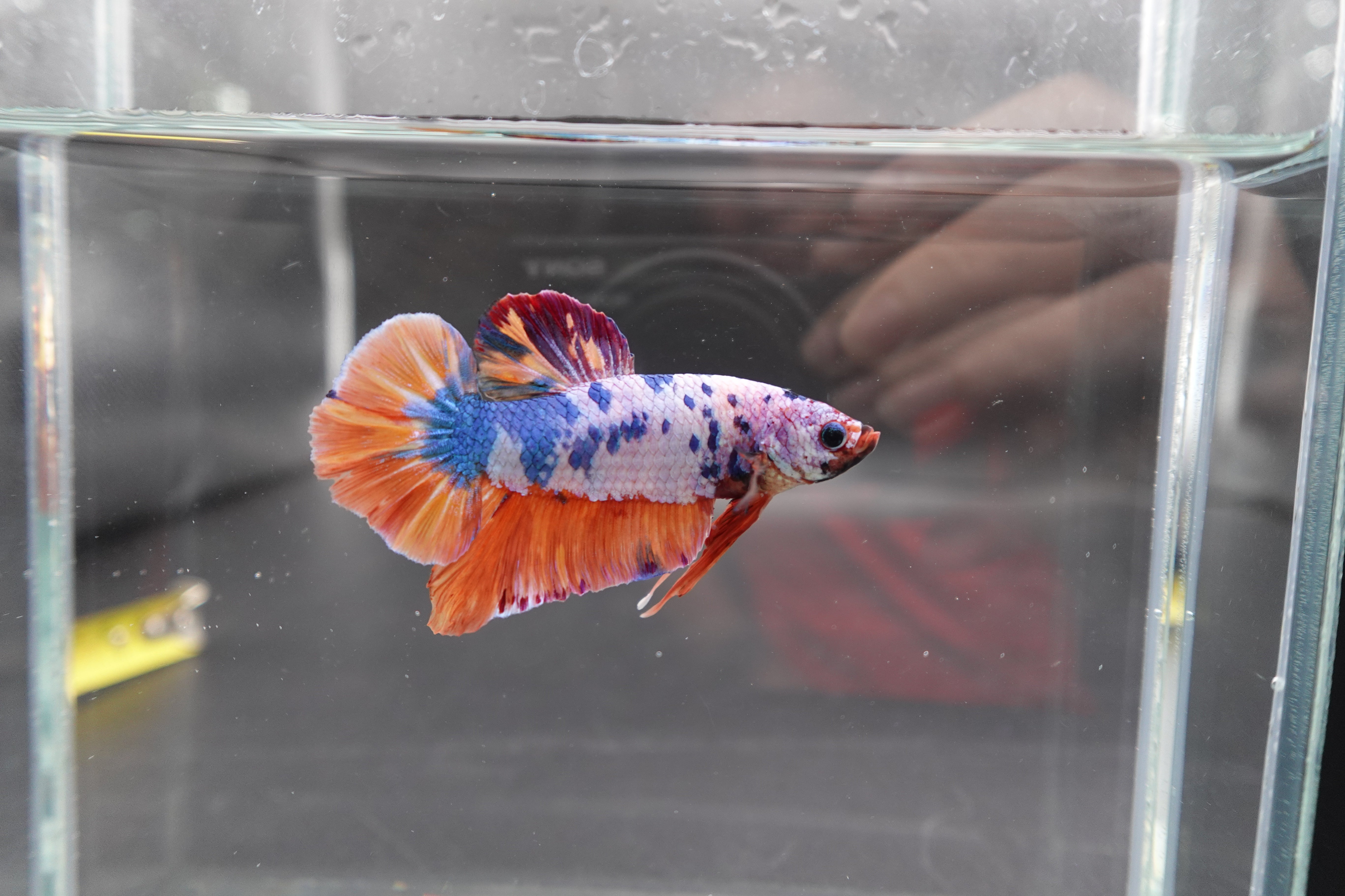 Rare Giant Multicolors Betta Fish