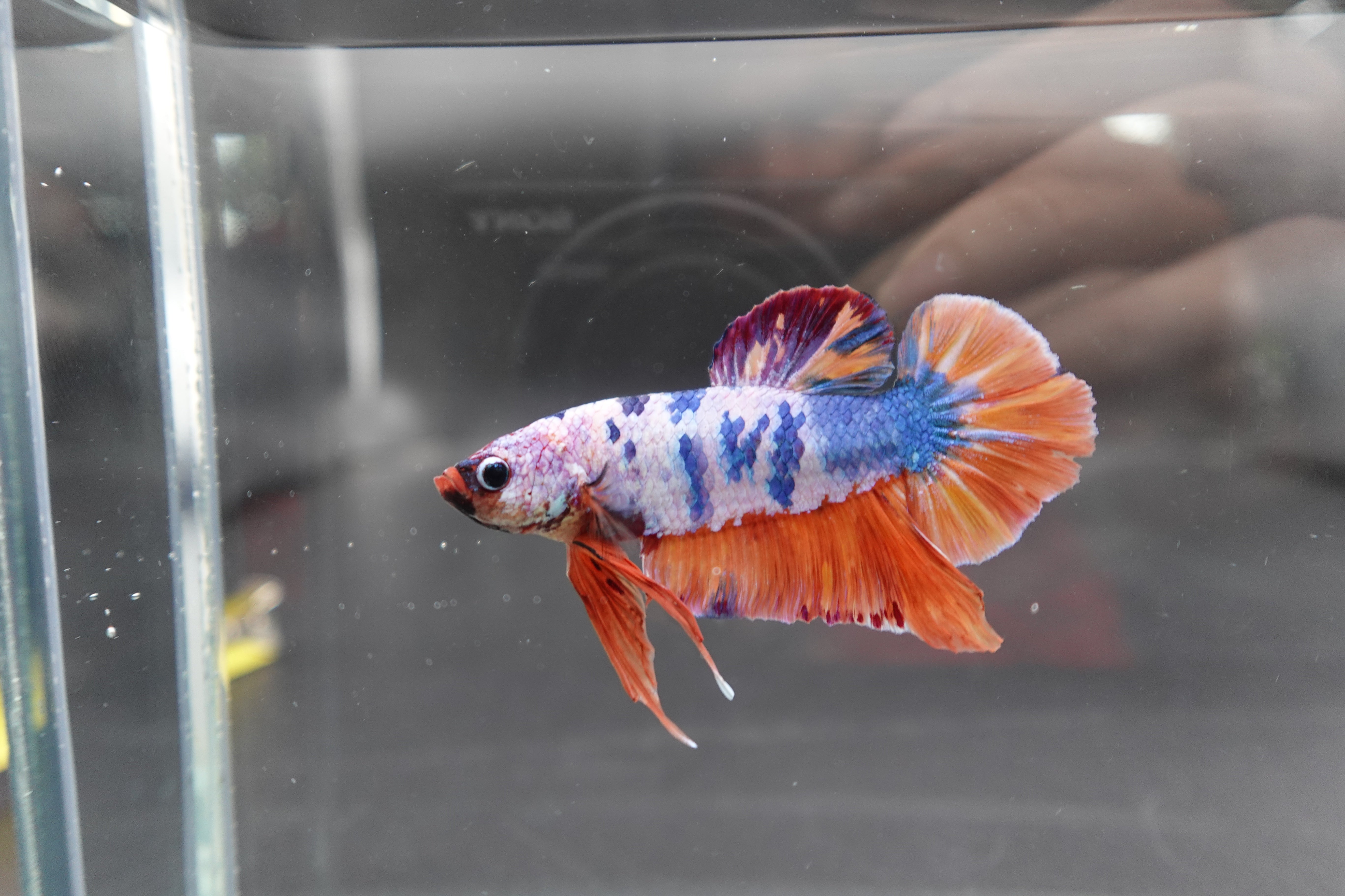 Rare Giant Multicolors Betta Fish