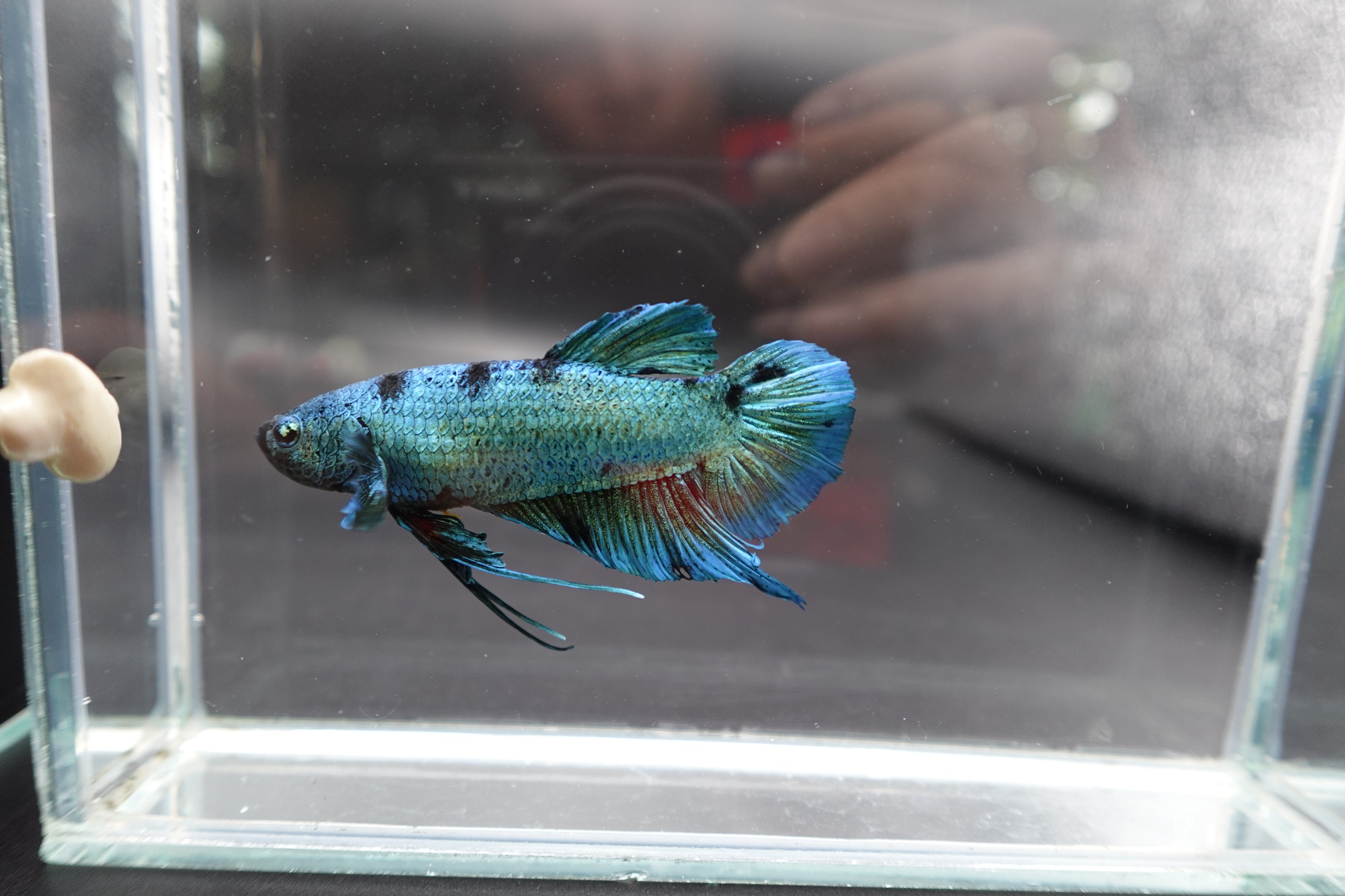 Rare Giant Multicolors Betta Fish