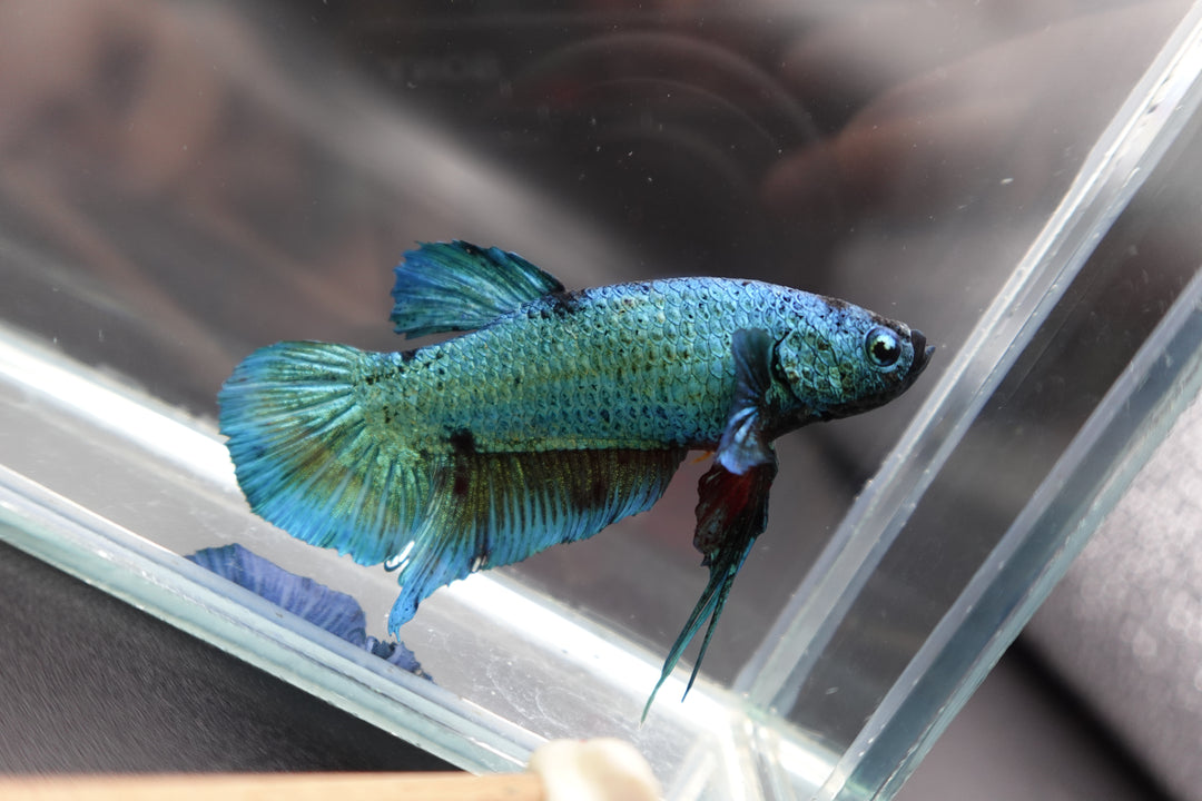 Rare Giant Multicolors Betta Fish