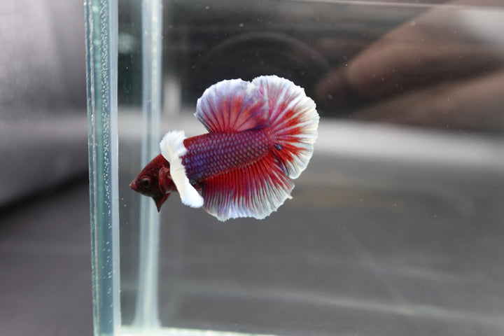 Rare Dumbo Crimson Red Betta Fish