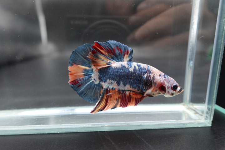 Rare Giant Multicolors Betta Fish