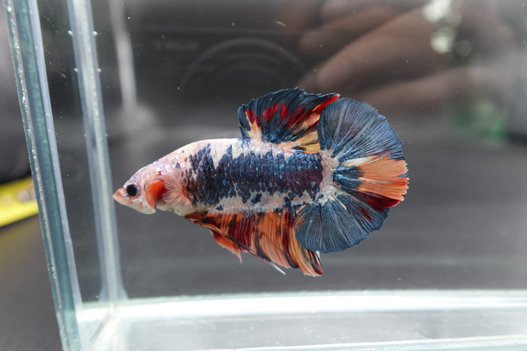 Rare Giant Multicolors Betta Fish