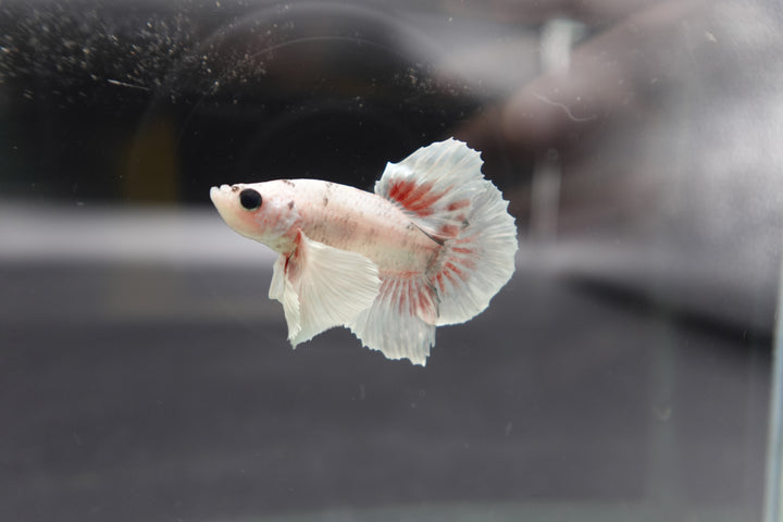 Rare Dumbo Smokey Red Betta Fish