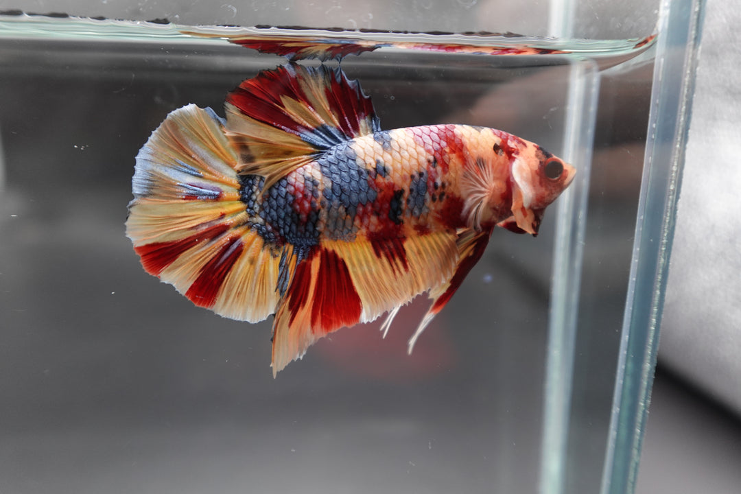 Rare Giant Multicolors Betta Fish