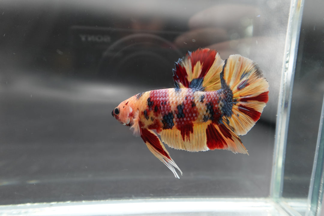 Rare Giant Multicolors Betta Fish