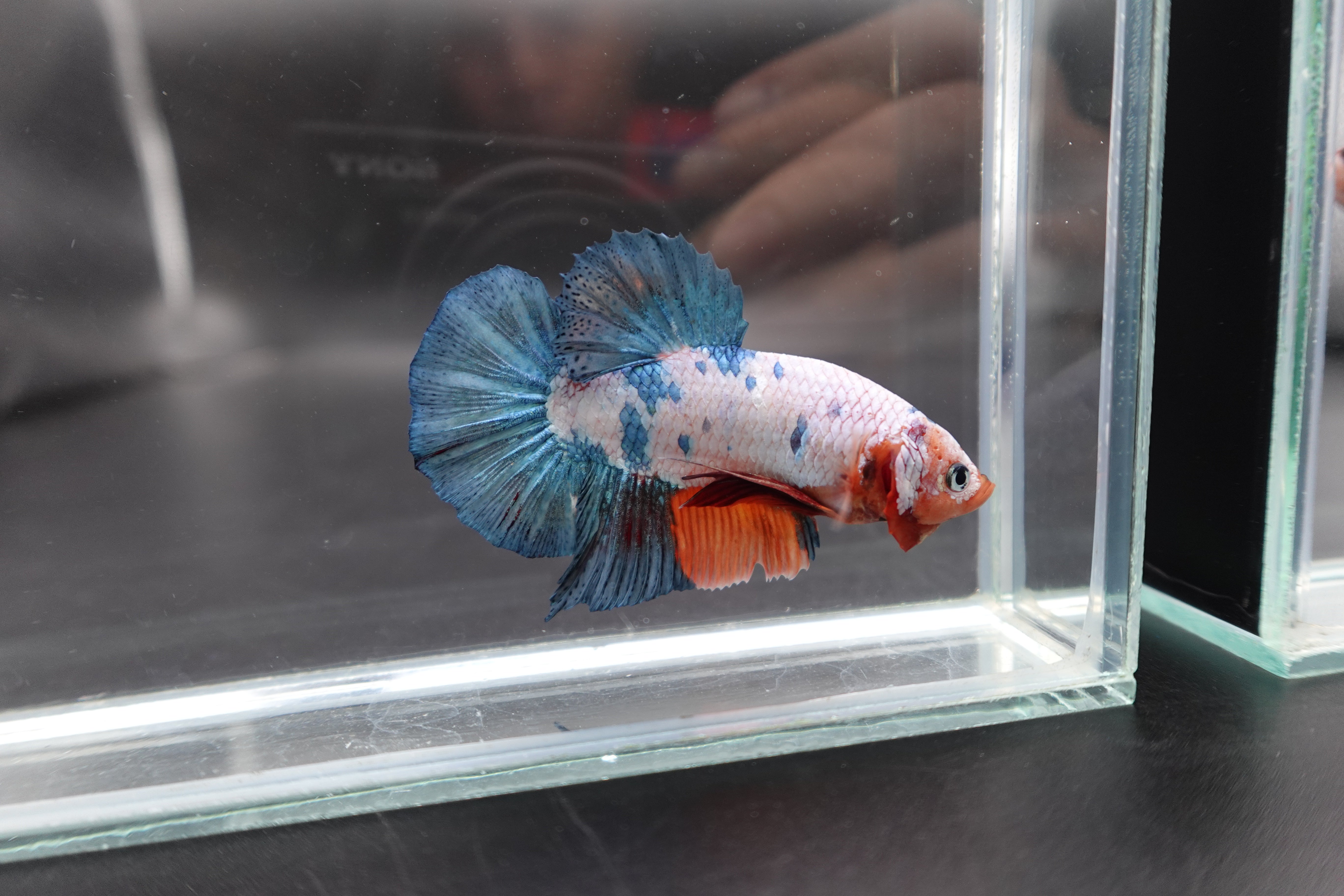 Rare Giant Multicolors Betta Fish