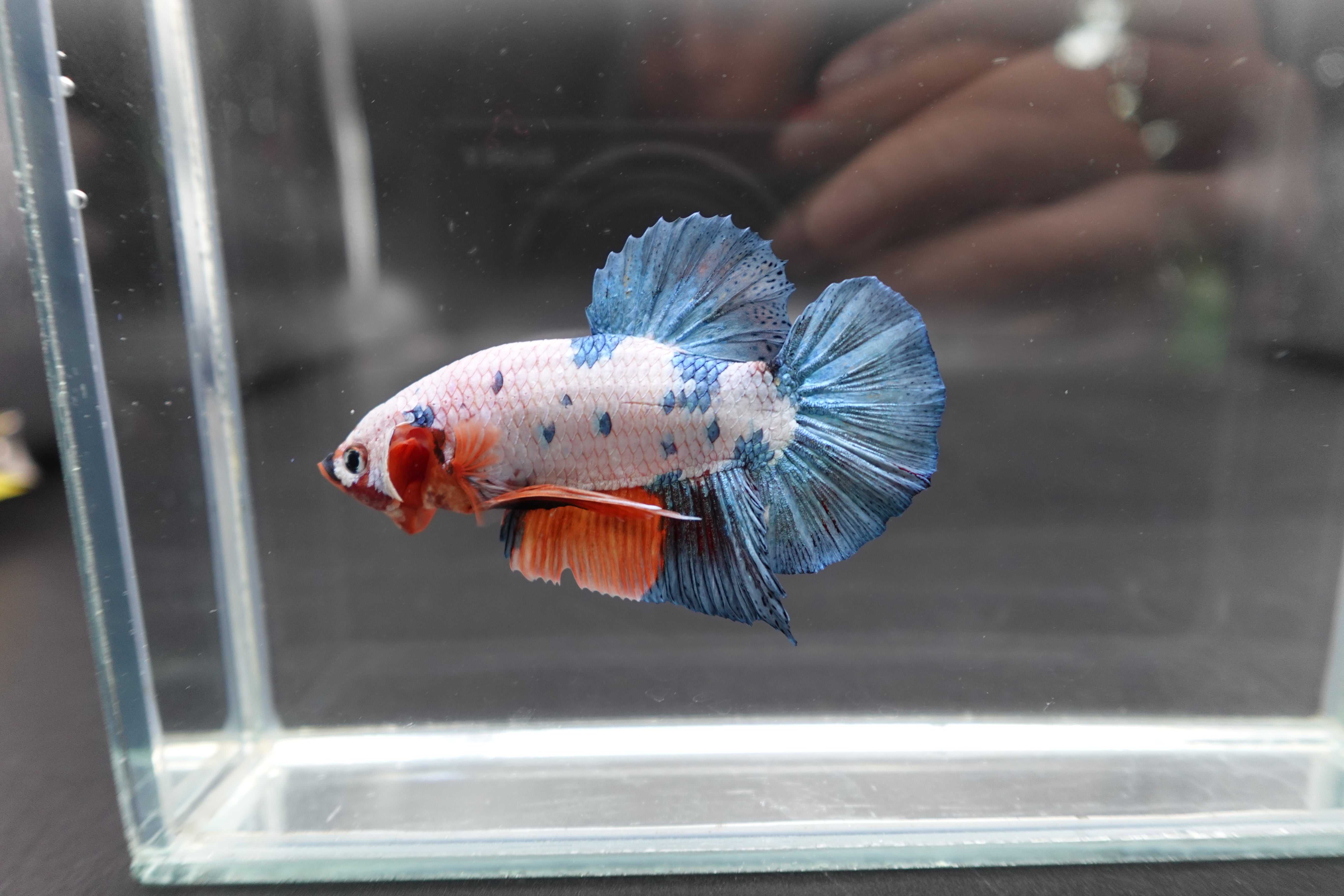 Rare Giant Multicolors Betta Fish