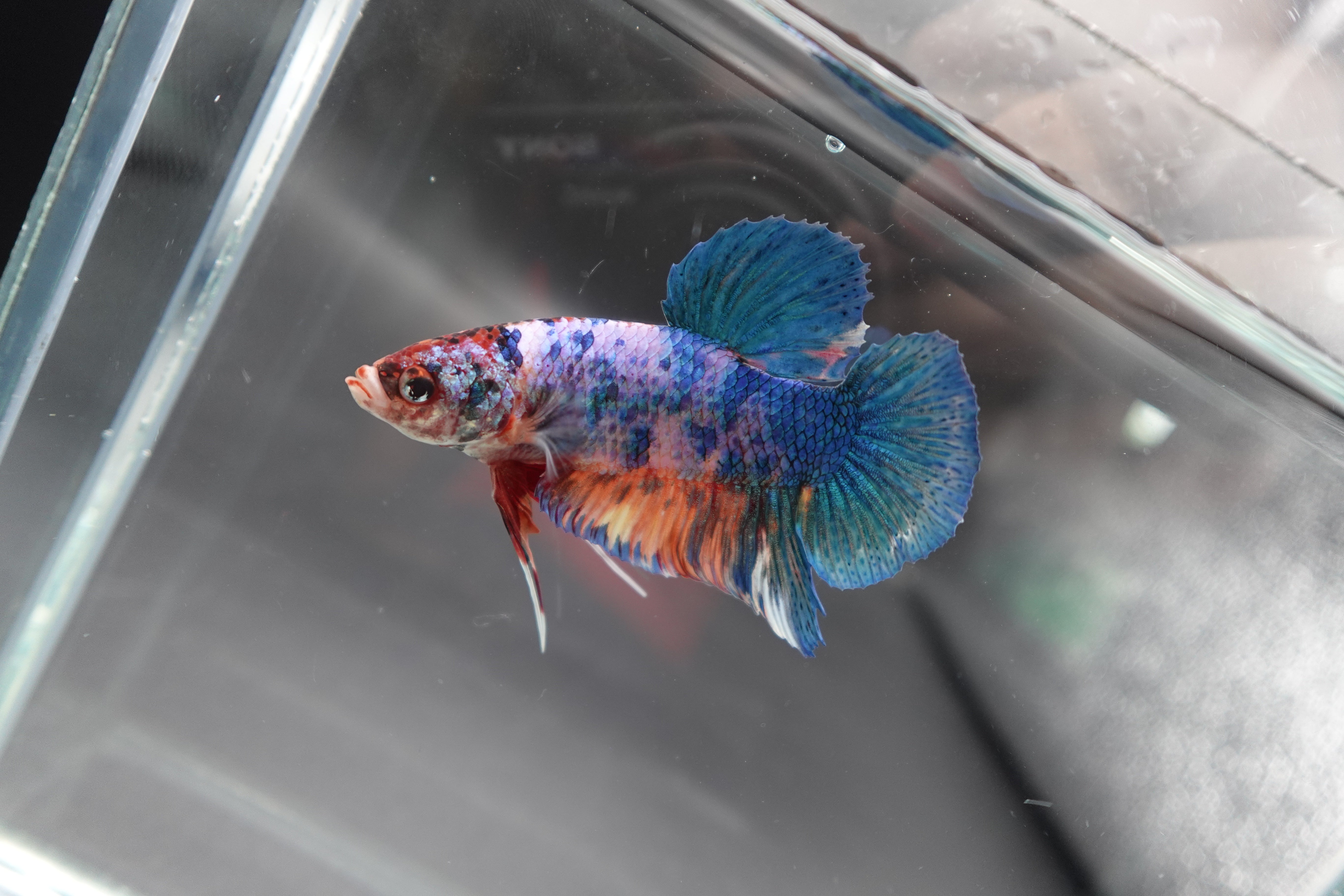 Rare Giant Multicolors Betta Fish