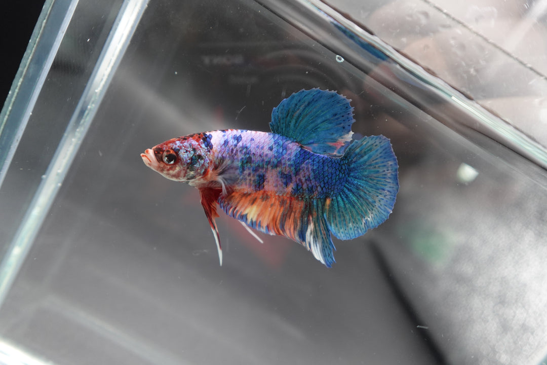 Rare Giant Multicolors Betta Fish