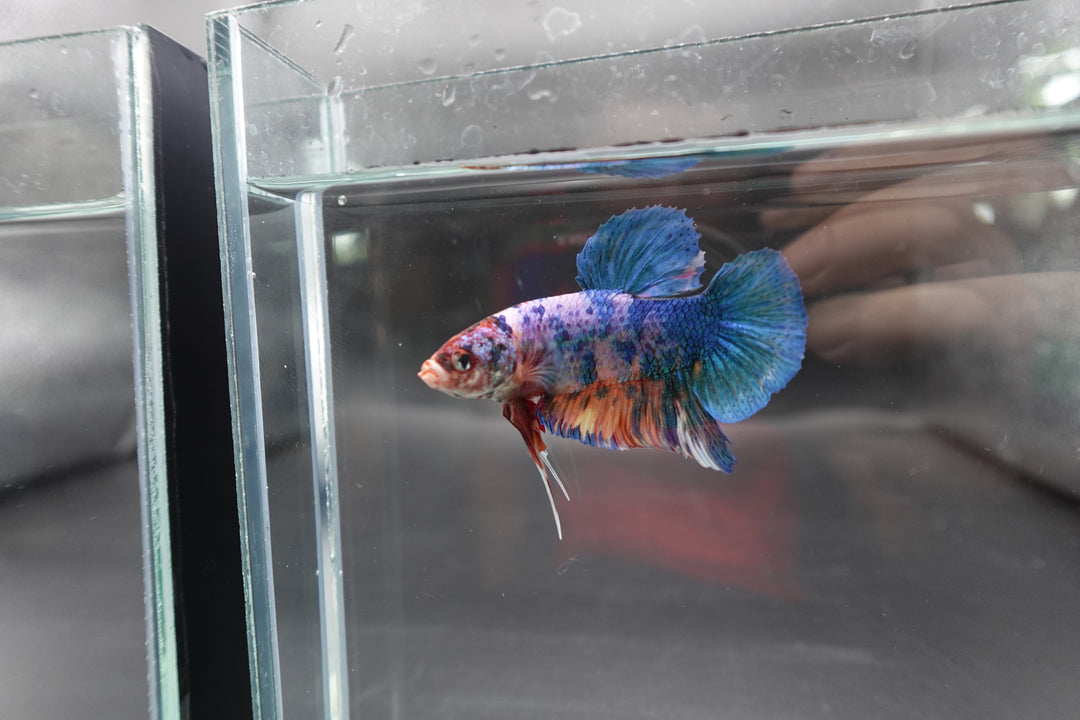 Rare Giant Multicolors Betta Fish