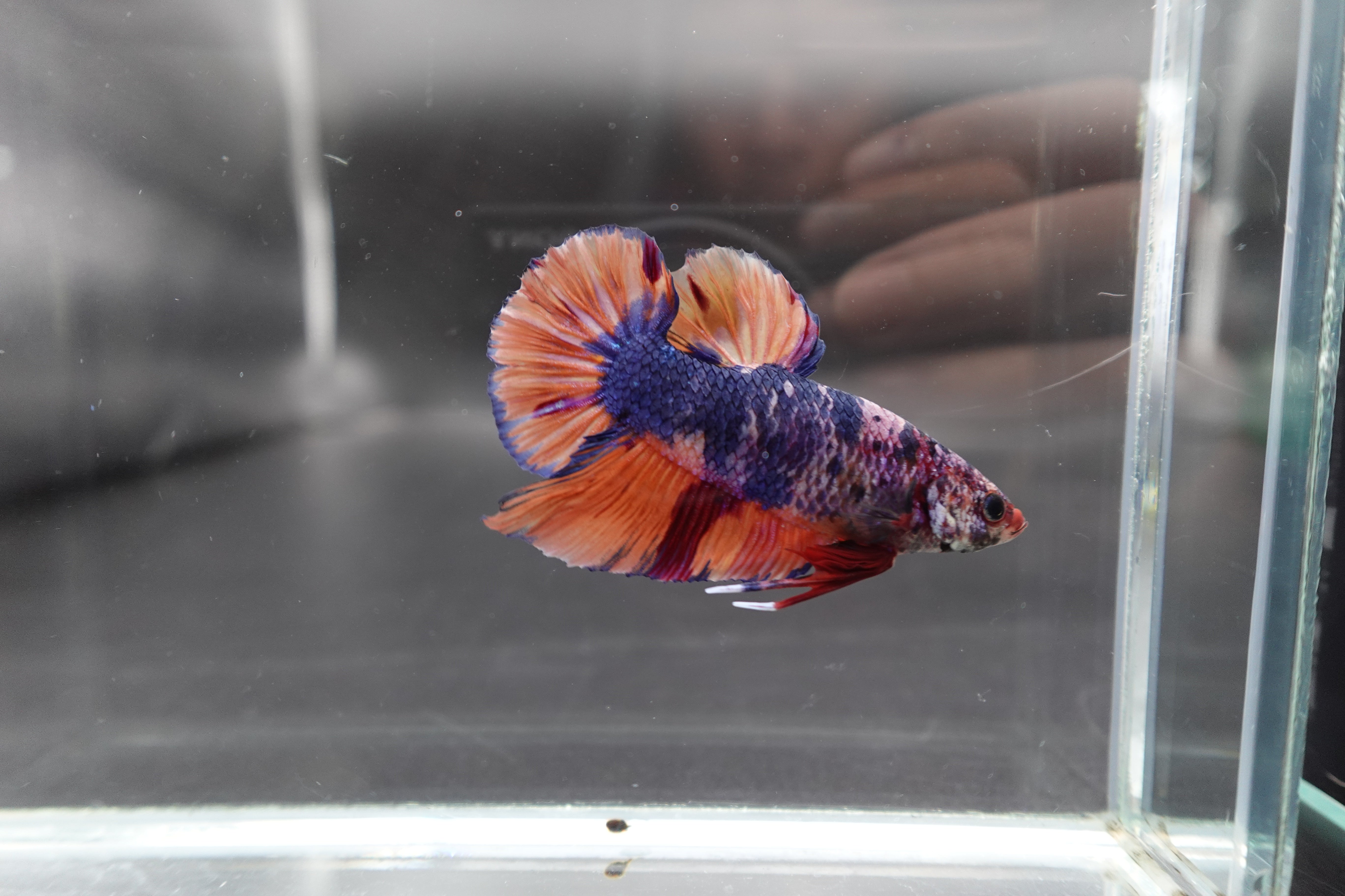 Rare Giant Multicolors Betta Fish