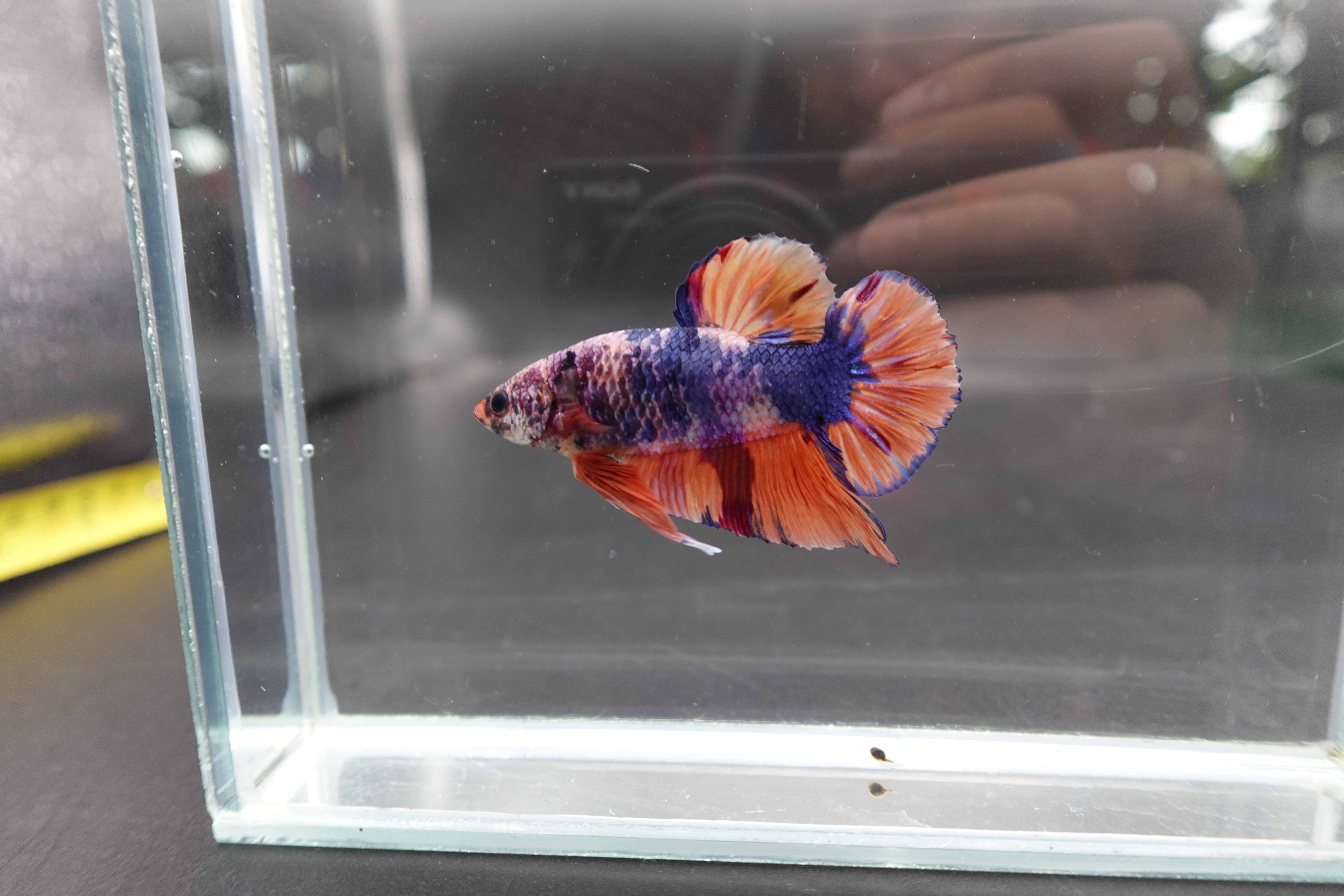 Rare Giant Multicolors Betta Fish